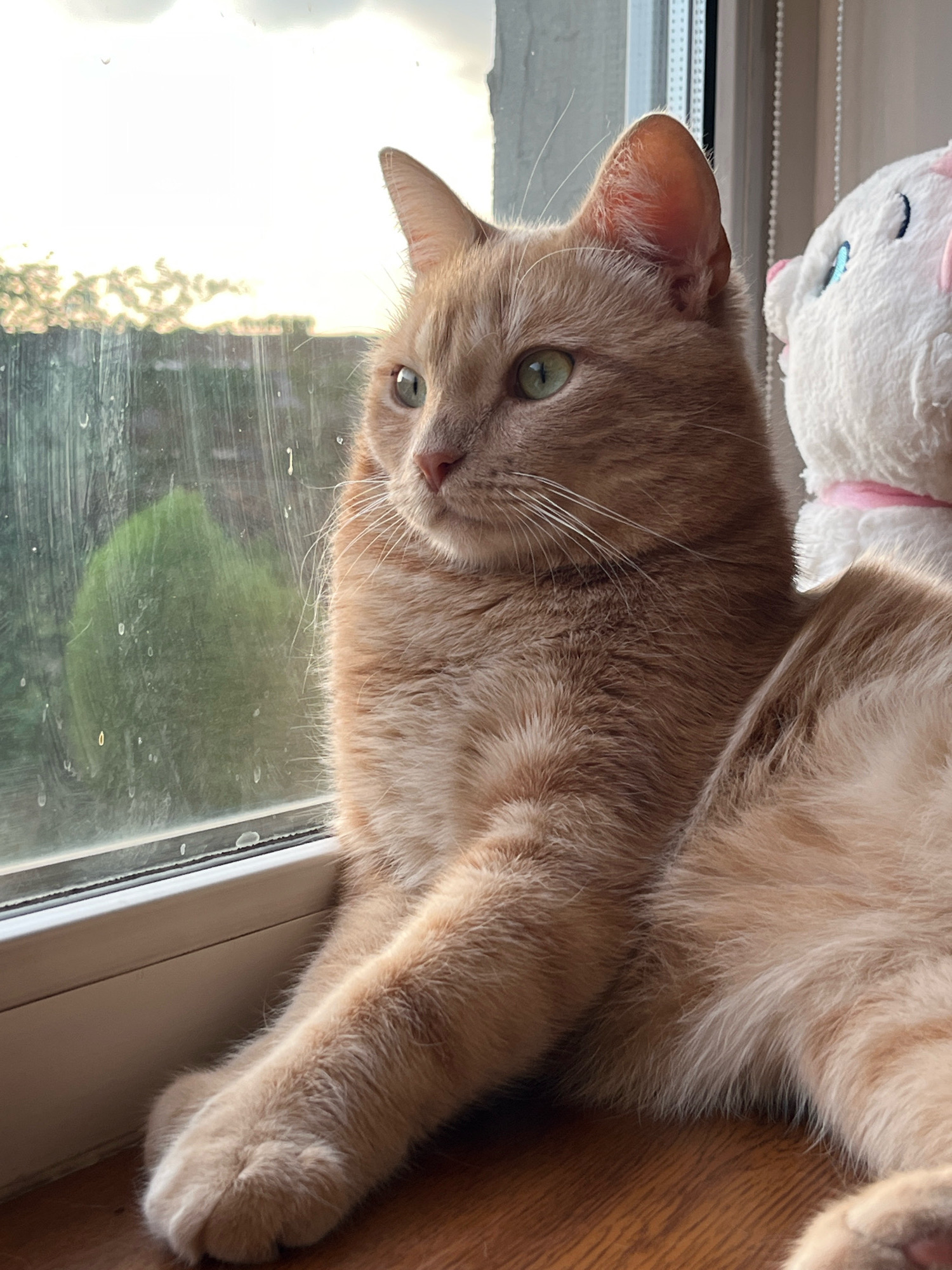 An orange tabby cat with green eyes is sitting on a wooden surface next to a window. The cat is looking out the window, where a cloudy sky and greenery can be seen. There is a white plush toy with pink accents to the right of the cat. The window appears to have water droplets on it. The scene is indoors, with the natural light suggesting it is either sunrise or sunset.