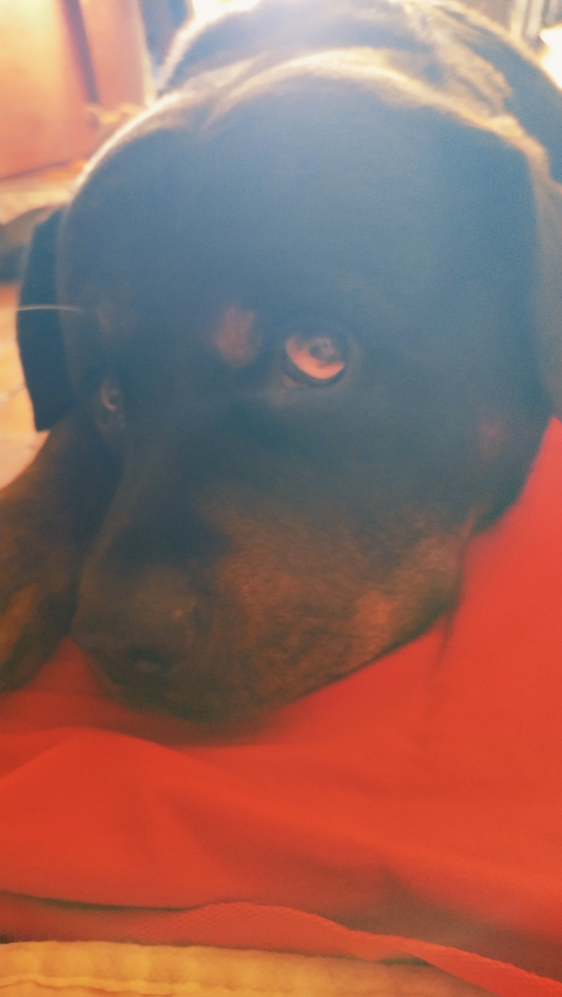 The image shows a close-up of a dog's face, specifically its left eye and snout. The dog appears to be a dark-colored breed, possibly a Rottweiler or similar, with a brown eye visible. It is resting its head on a bright red surface, likely a blanket or piece of fabric. The background is blurred and shows a warm, indoor lighting environment, with hints of a wooden surface. The overall impression is one of a pet relaxing in a home setting, but no specific location in Horishni Plavni, Ukraine, can be identified from the visual information provided.