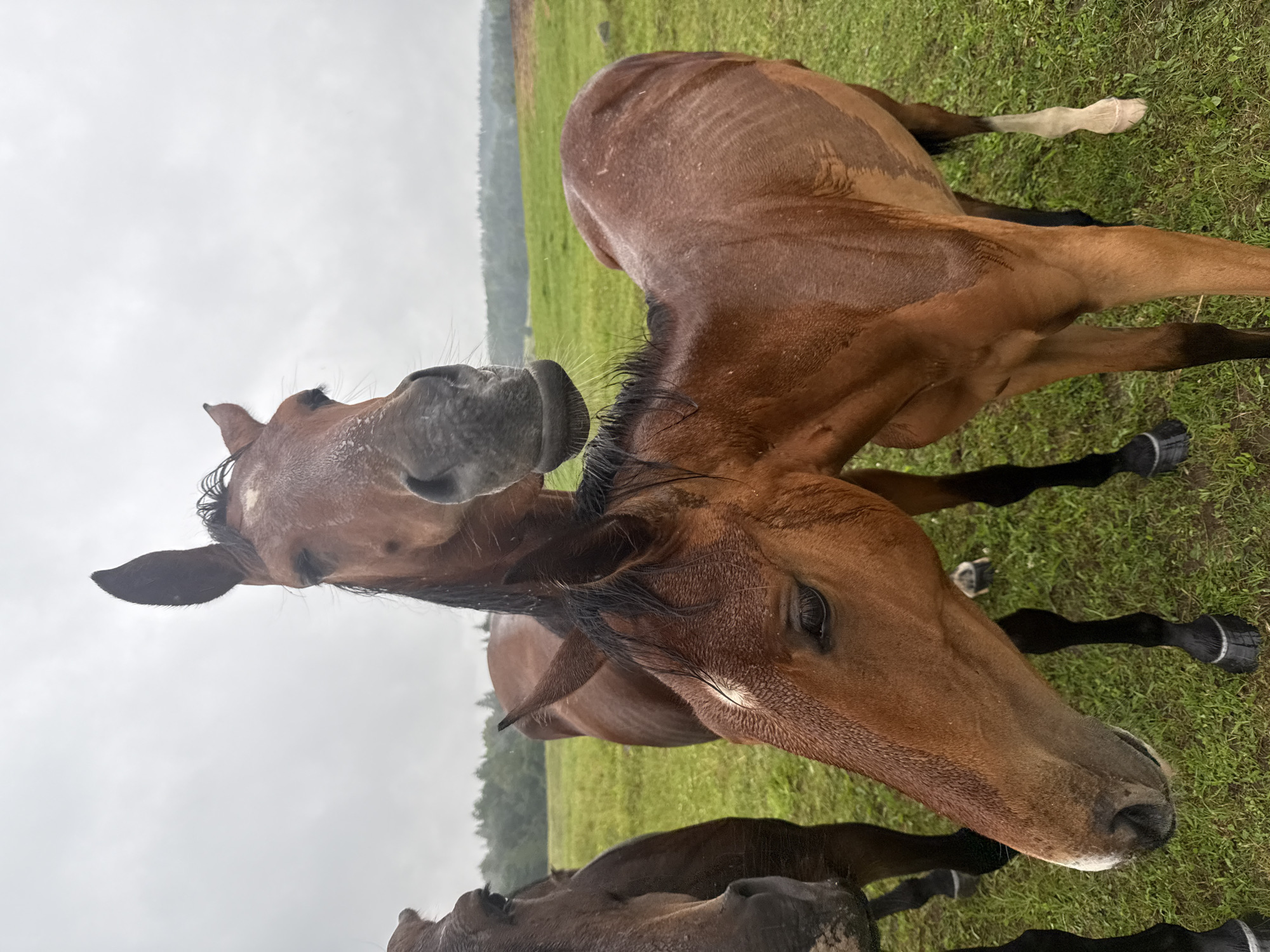 In Galinė, Lithuania, three horses stand in a grassy field under an overcast sky. The horse in the foreground is a brown mare with a white blaze on its forehead and a white snip on its nose. It is looking down and to the left. A second horse, also brown, stands behind and slightly to the left of the first horse. Its head is positioned above and behind the first horse's head, and it appears to be looking directly at the camera. A third horse, mostly obscured, stands to the far left of the frame, with only its head and neck visible. The horses appear to be wet, with water droplets visible on their coats. The background shows a line of trees and a hill in the distance. The ground is covered in green grass, with some areas appearing worn or muddy.