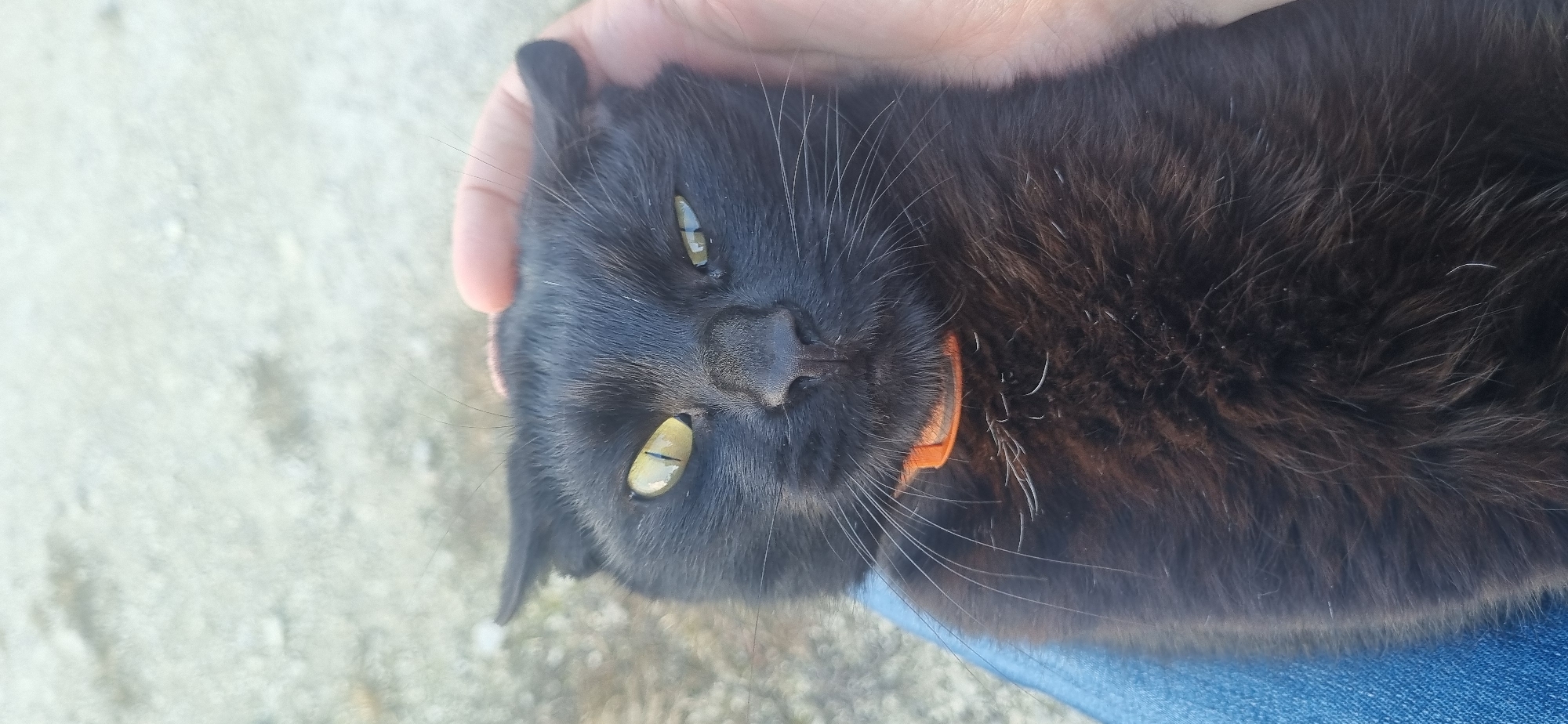 A black cat with yellow eyes and an orange collar is being held by a person wearing blue jeans. The location is Unknown, Unknown. The cat's head is tilted slightly, and it is looking at the camera. The background is a blurred concrete surface.