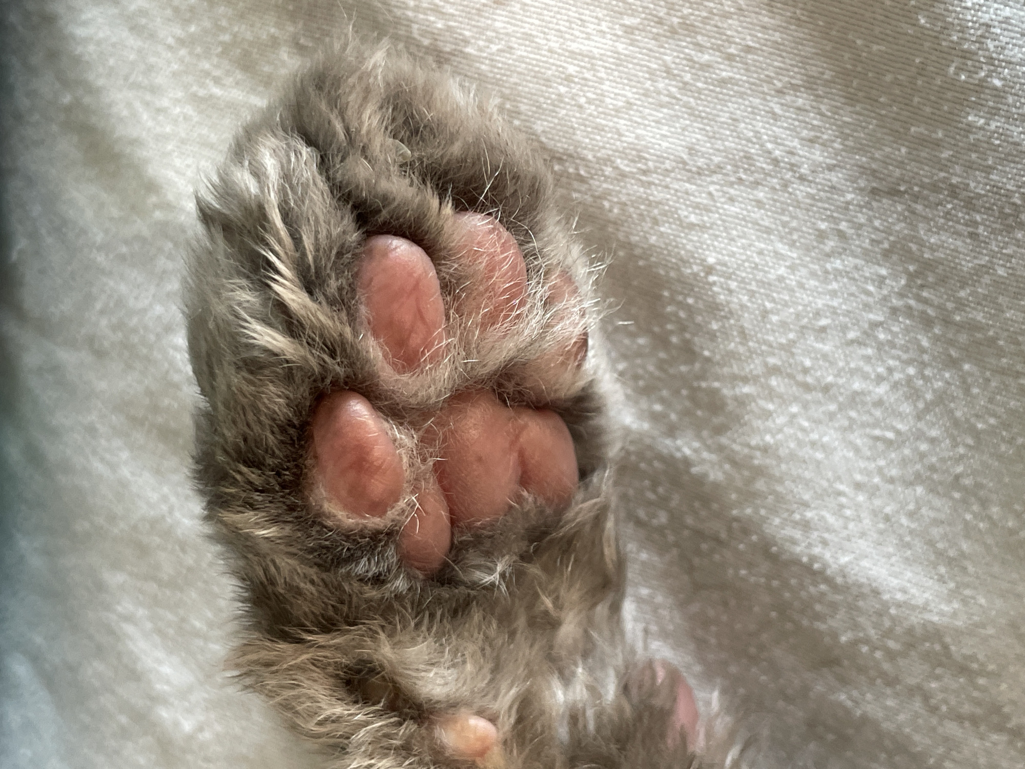 A close-up, high-angle shot focuses on the pink paw pads and brown fur of a cat's paw resting on a white, textured fabric. The paw is positioned towards the bottom left of the frame, with the fur extending upwards and to the left. The fabric appears to be a soft material like a blanket or towel, with visible weave patterns. The lighting is soft and diffused. The image does not contain any information about the city of Trikomo, Northern Cyprus / Cyprus.