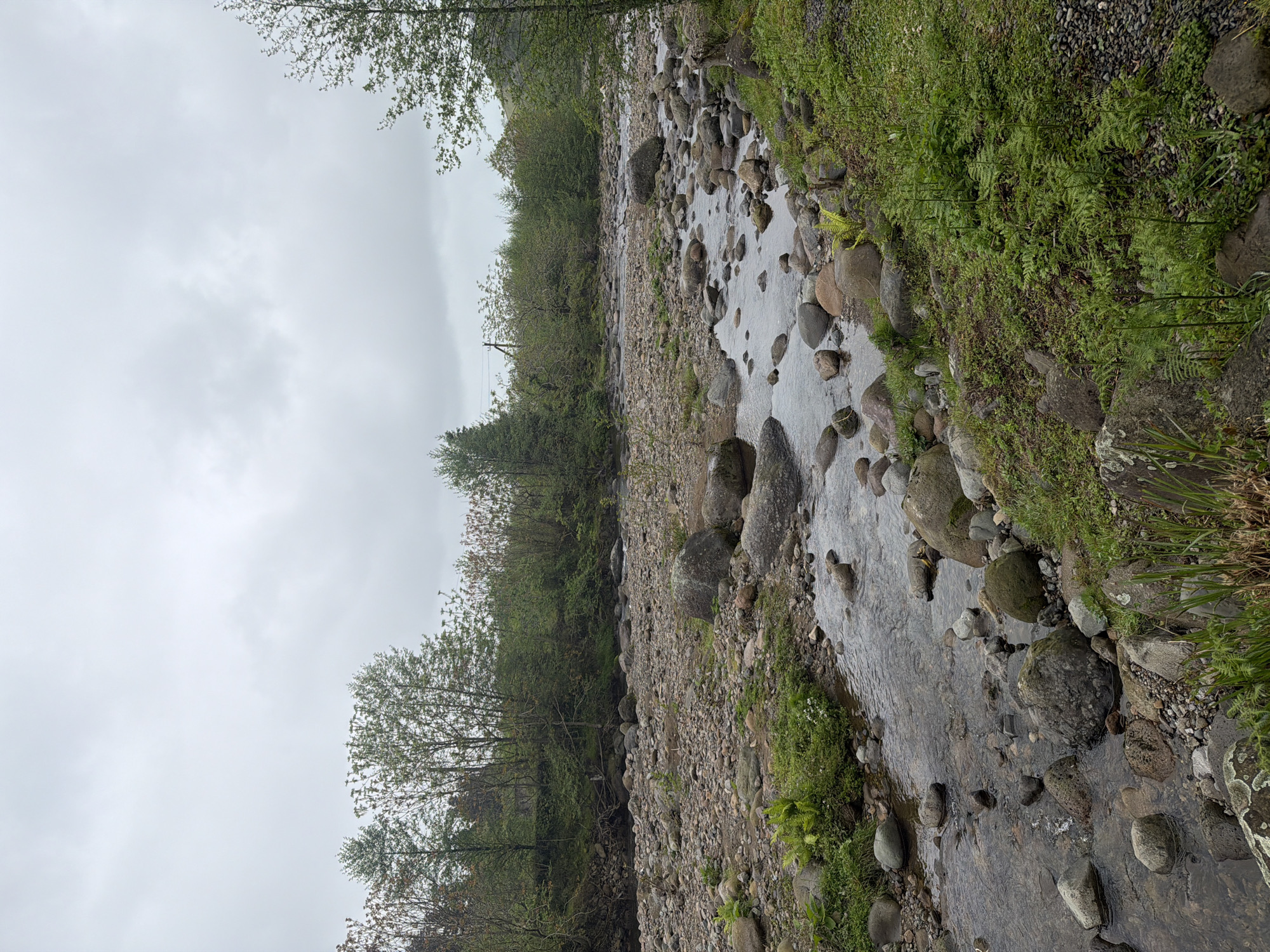 The image depicts a stream flowing through a rocky bed with vegetation on either side, under an overcast sky. The location is Tsinsvla, Georgia. The stream is shallow, with numerous rocks visible within and along its banks. Green vegetation, including ferns, grows along the edges of the stream. Trees and other foliage are visible in the background. The sky is uniformly gray, indicating an overcast or cloudy day. There are no people or animals visible. The image appears to be a landscape photograph.