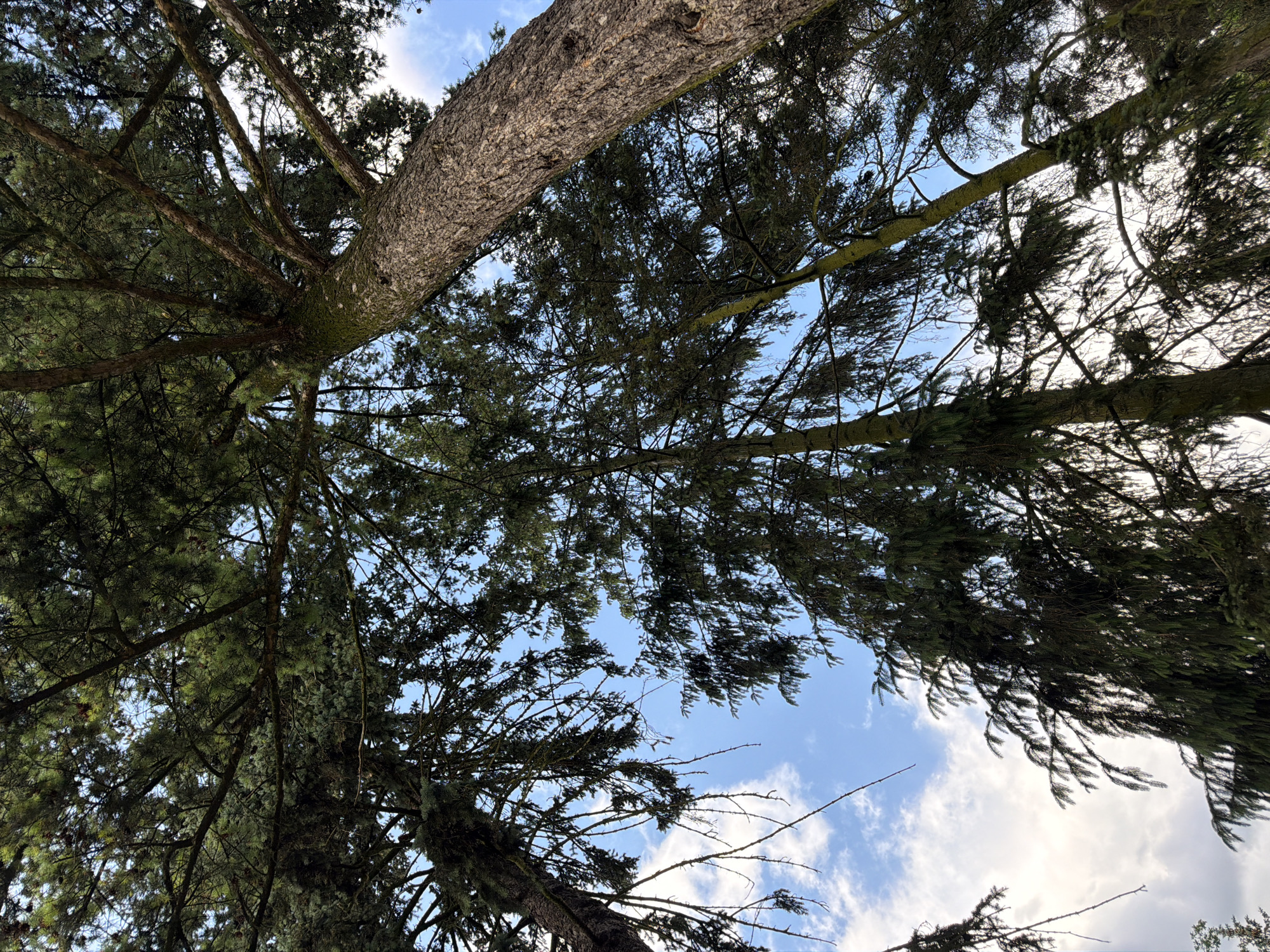 A low-angle photographic depiction captures the dense, dark green canopy of multiple coniferous trees viewed from below, against a blue sky with scattered white cumulus clouds. A prominent tree trunk on the right, characterized by rough, dark brown and grey bark with patches of green moss or lichen, extends diagonally upwards. Other tree trunks, some with greenish-yellow hues from moss or lichen, are partially visible on the left and center. The tree branches are thick and covered in fine, needle-like foliage, typical of pine or spruce trees. Small, dark seed cones are subtly discernible within the upper foliage. Gaps in the canopy reveal sections of clear blue sky and several white clouds. The scene is illuminated by ambient daylight. Location: Unknown, Unknown.
