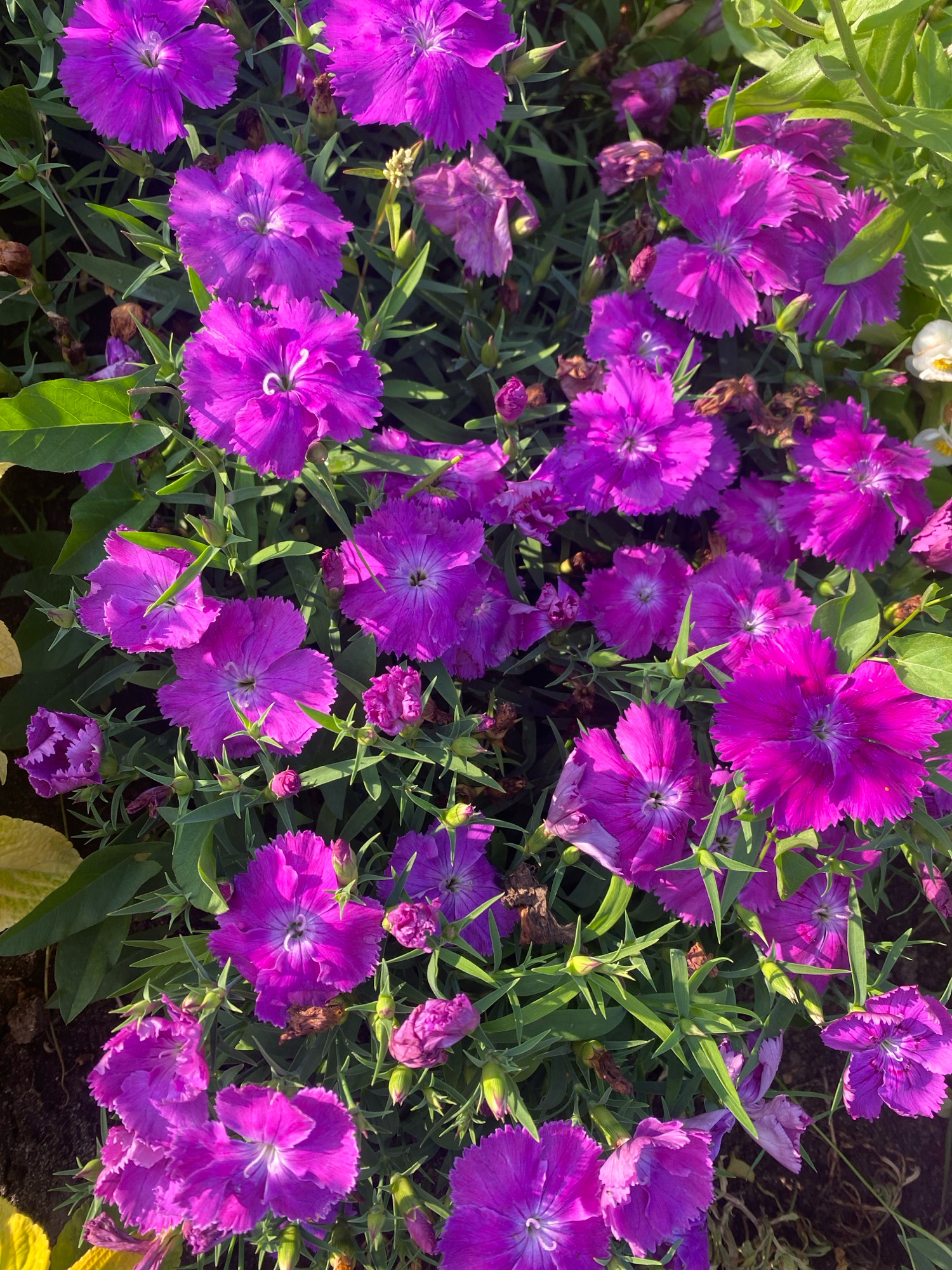 The image depicts a close-up, overhead view of a cluster of bright purple dianthus flowers with serrated petals, interspersed with green foliage. The lighting suggests it is daytime, with sunlight casting shadows and highlighting the textures of the petals and leaves. Several flower buds are also visible, some in various stages of bloom and others tightly closed. The scene is natural and outdoors, with hints of darker soil or ground cover visible in some areas. There are no people or animals present. The image does not contain any specific landmarks or indicators that would allow for the precise localization of Ivanteyevka, Russia.