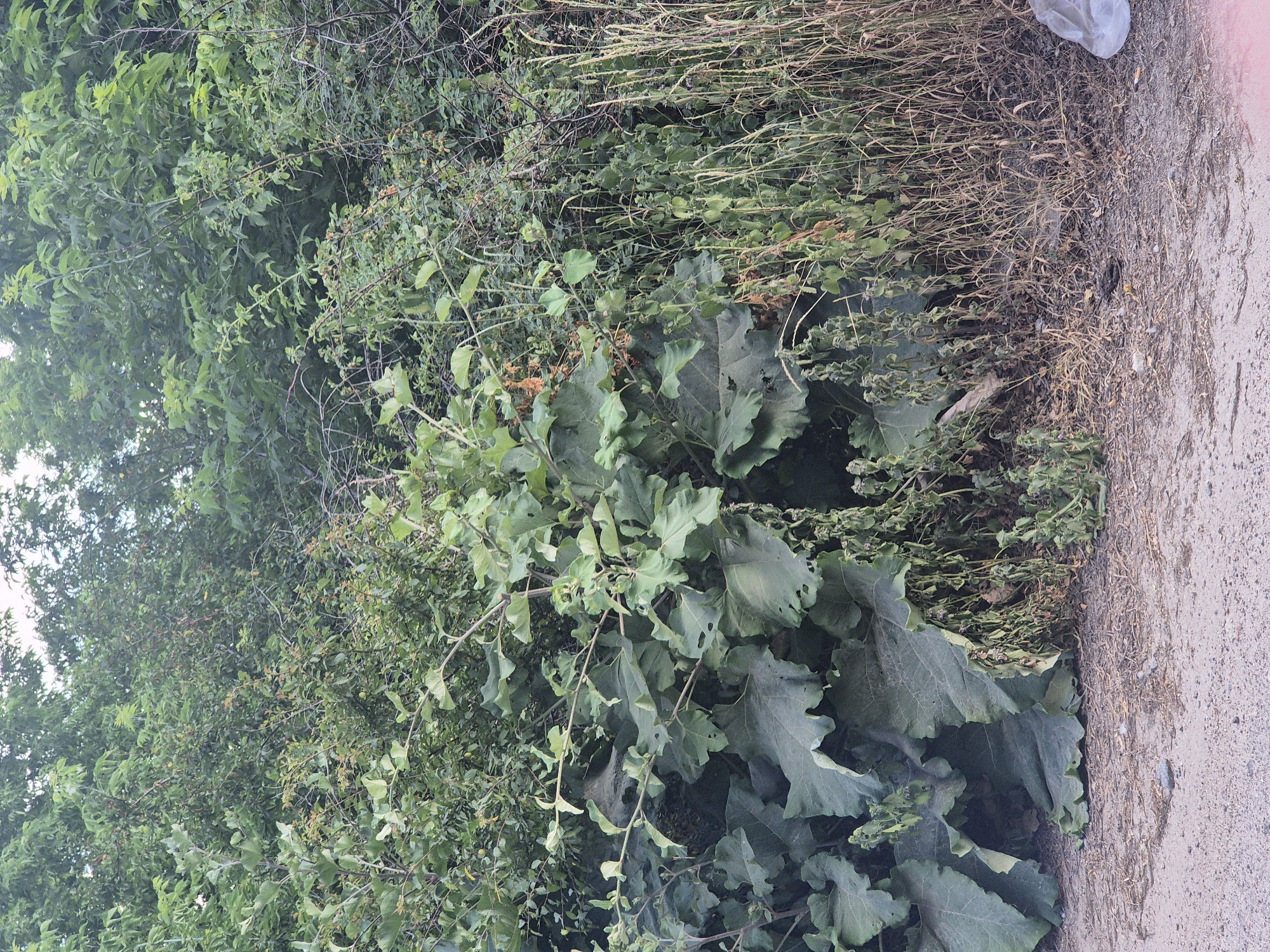 A dense thicket of green foliage, including large, broad leaves of a plant resembling burdock, dominates the center of the frame. Smaller branches and leaves are intertwined with the larger plants, creating a textured wall of vegetation. To the right, dry, tall grasses stand, some appearing brown and withered. The ground in the foreground is a mix of gravel and dried leaves. In the far right corner, a crinkled white plastic bag is partially visible. The background is filled with more dense green trees, suggesting a natural or overgrown area within or on the outskirts of Sozonivka, Ukraine.