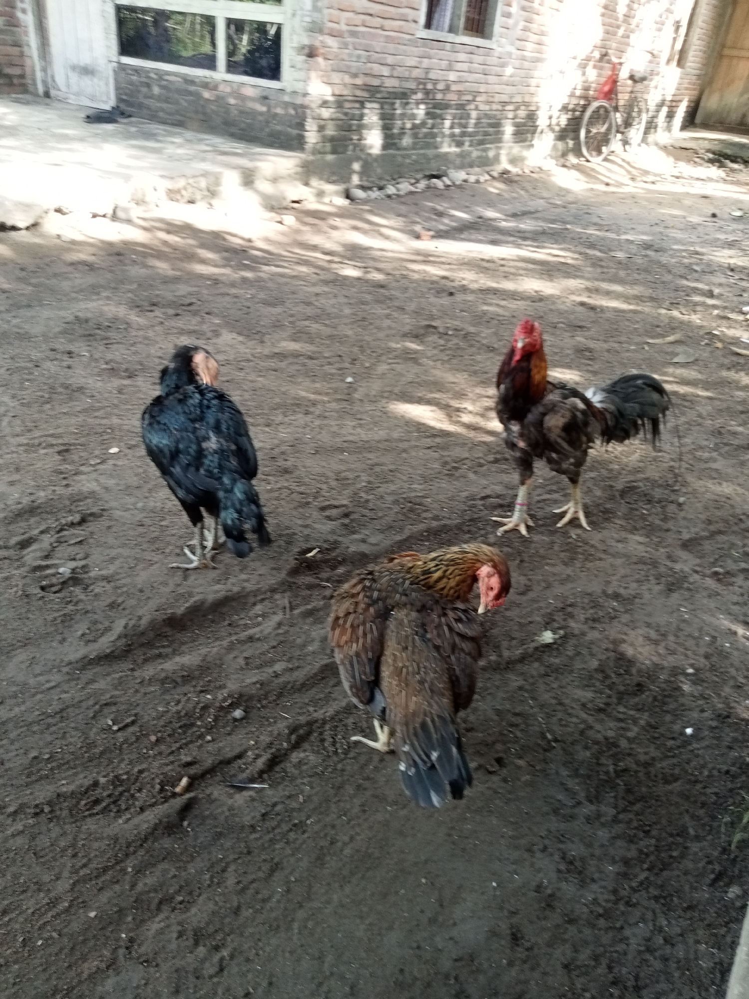 Three roosters are standing on dirt ground in front of a brick building. The rooster on the left is black with a tan neck and is facing away from the camera. The rooster in the middle is brown and black with a red comb and wattle, and is facing the camera. The rooster on the right is mostly brown and is looking down at the ground. A bicycle is leaning against the brick building in the background. The scene appears to be in Matangsijuek Timur, Indonesia.