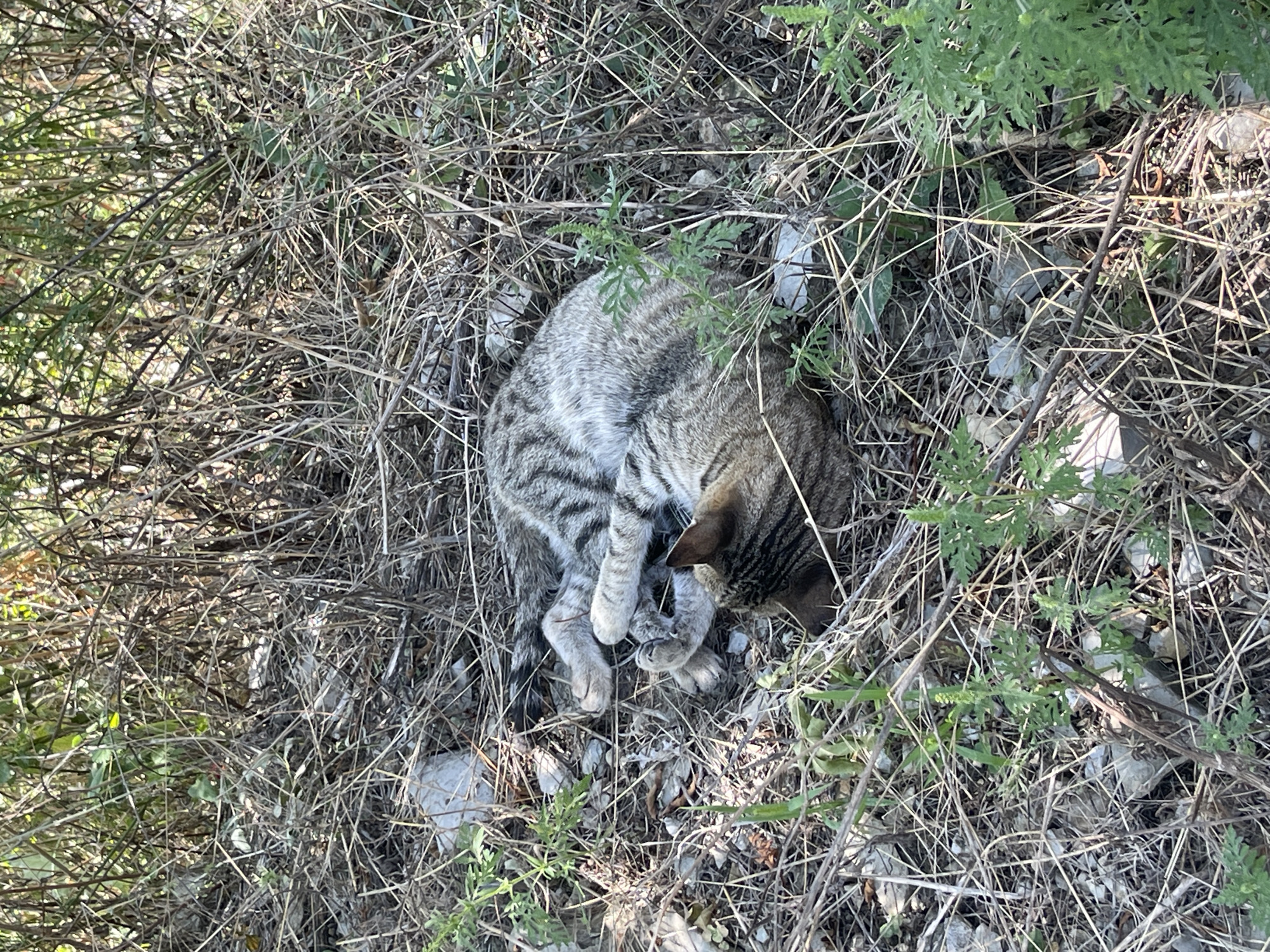 The image shows a tabby cat curled up asleep in dry grass and scrub. The cat is a mix of grey, black, and white stripes. Its paws are tucked under its body, and its head is resting on its forelegs. The cat is in an outdoor environment, possibly a field or a garden, with dry vegetation and some green plants scattered around. There are rocks visible in the ground. The lighting suggests it is daytime. The scene is peaceful, with the cat undisturbed in its rest. There is no indication of the cat's location within the city of Gelendzhik, Russia; the image alone does not provide this information.