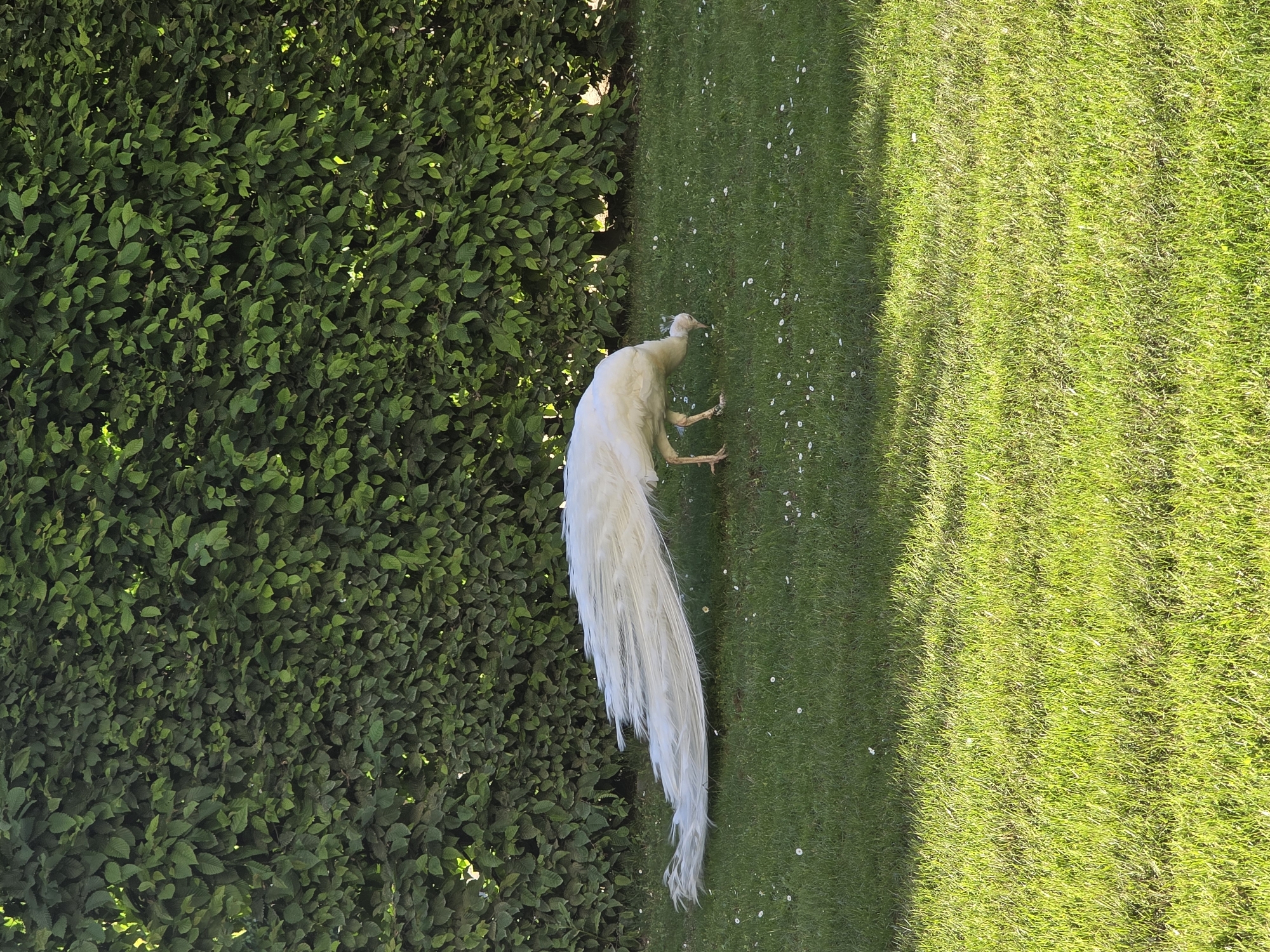 A white peacock walks on a green lawn next to a green shrub in a top-down outdoor shot.