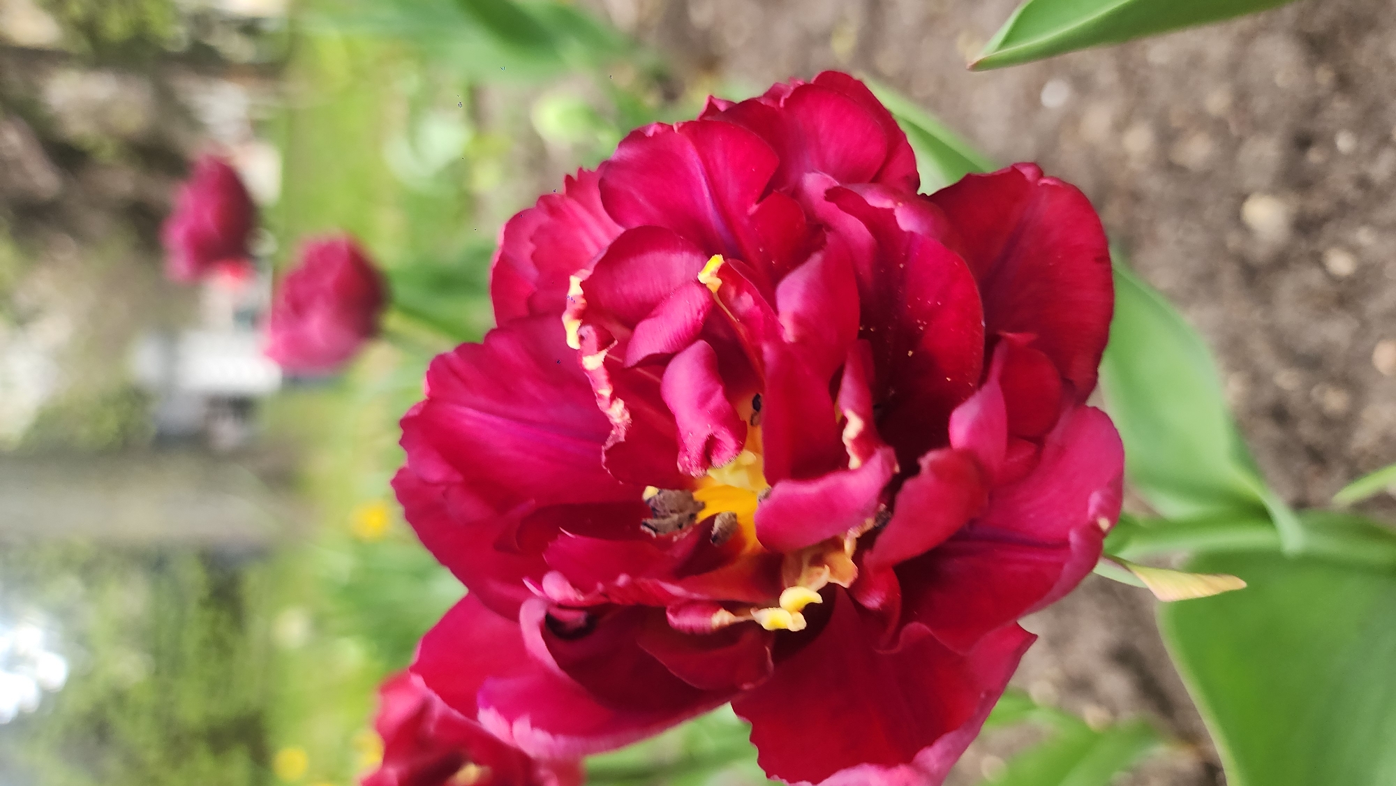 A close-up, slightly canted photograph focuses on a fully bloomed, deep red tulip with hints of yellow in its center and along the petal edges. The flower is the primary subject, and its detailed, ruffled petals are prominently displayed. Two blurred tulip heads are visible in the background, to the left of the main flower. Green leaves surround the tulip heads and extend into the foreground on the right side of the image. The background also includes a blurred view of soil and other vegetation. The exact location in Moscow, Russia cannot be determined based on the image.