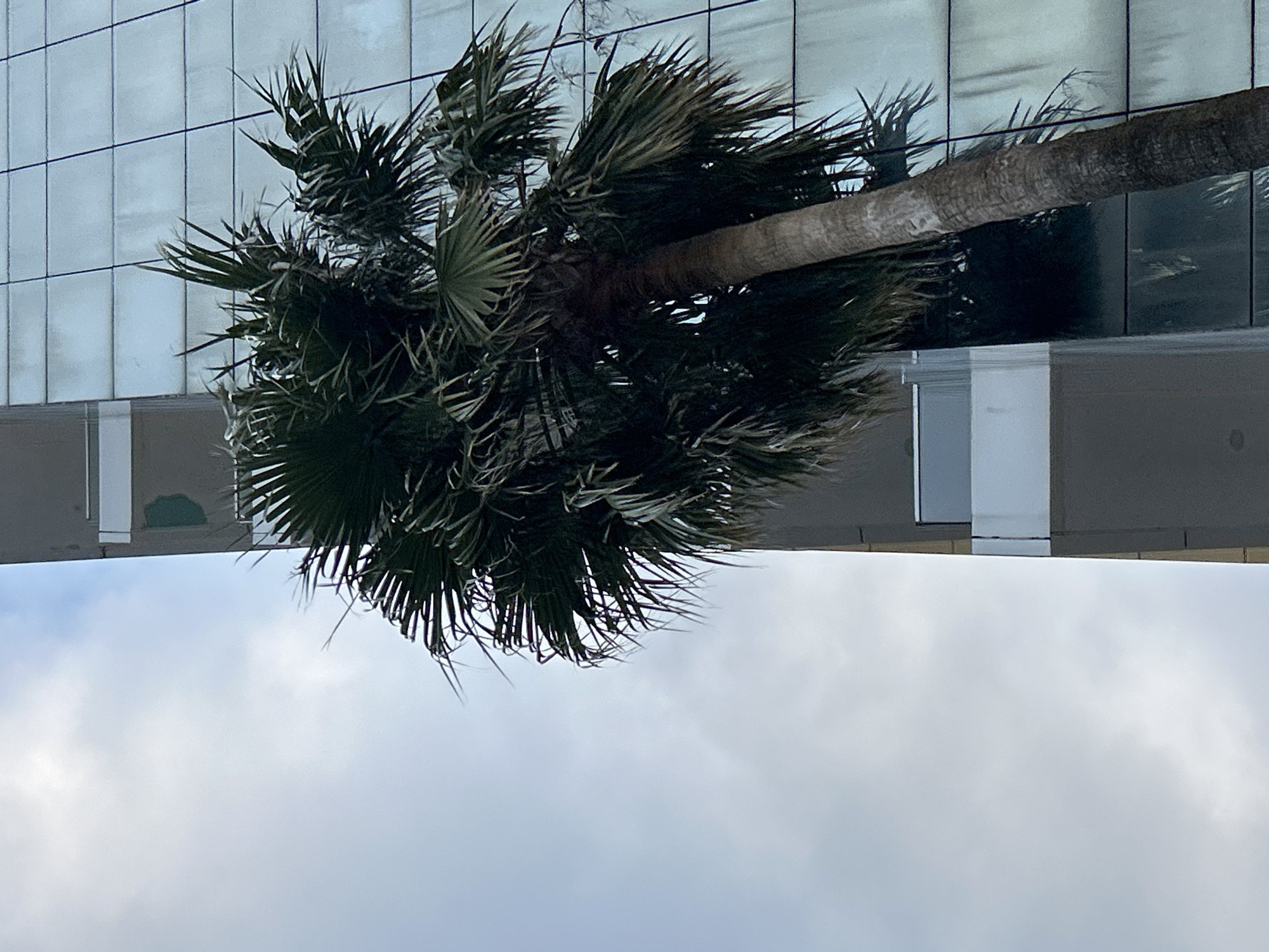 A vertical shot captures a palm tree in the foreground against a modern building and an overcast sky. The palm tree features a thick, textured trunk topped by a dense crown of dark green, fan-shaped fronds. Some of the fronds appear wind-swept or slightly dry at their edges. Behind the palm tree, a contemporary building rises with a reflective glass facade, composed of numerous square panes. This facade reflects elements of the palm tree and the cloudy sky. The lower part of the scene is dominated by a light grey, cloudy sky, indicating an overcast daytime. There are no people, discernible activities, or visible text in the image. The setting suggests an urban or coastal environment, consistent with Budva, Montenegro.
