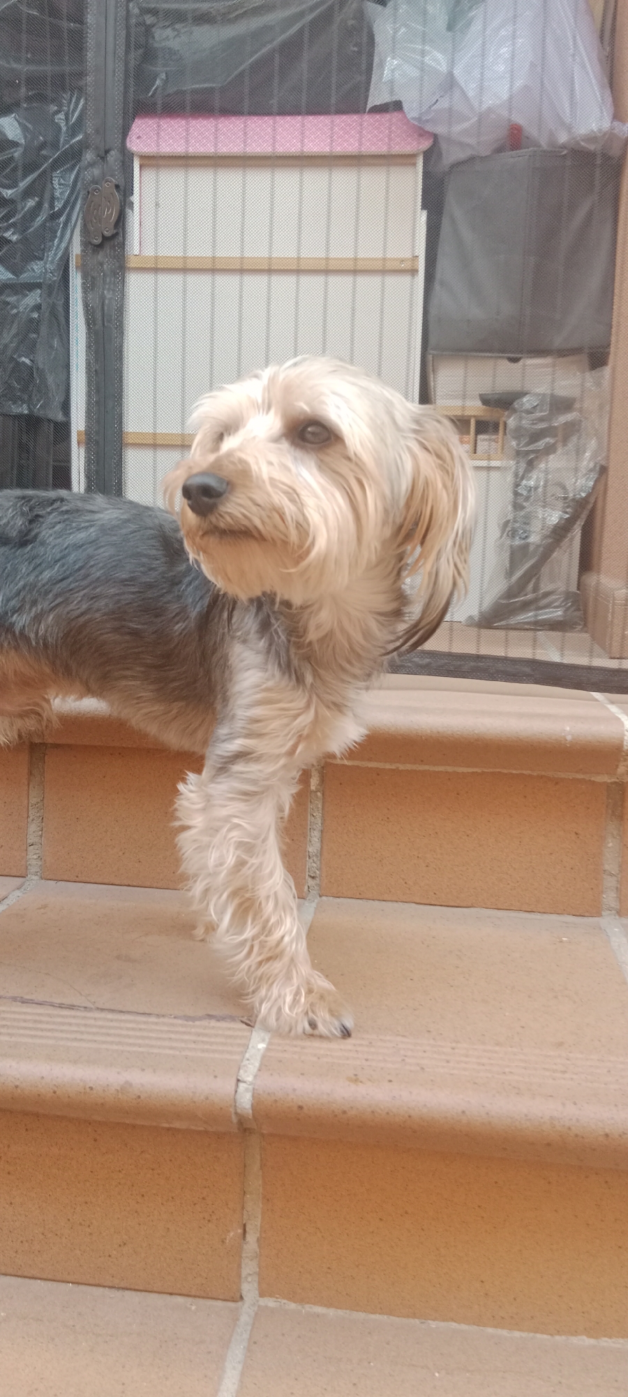 The image shows a small, tan and grey Yorkshire Terrier standing on an outdoor tiled staircase. The dog is facing to the left of the frame, with its head turned towards the viewer. Its fur is shaggy and appears slightly tousled. The staircase is made of terracotta-colored tiles with lighter colored grout lines. Behind the dog, there is a white-slatted structure with a pink-trimmed roof, possibly a dog house or decorative element. A dark-colored mesh or screen is visible to the left of this structure, and beyond that, some plastic sheeting and a dark trash receptacle are discernible. The background suggests an outdoor setting, possibly a patio or garden area. The lighting indicates daylight. The scene is located in Galapagar, Spain.