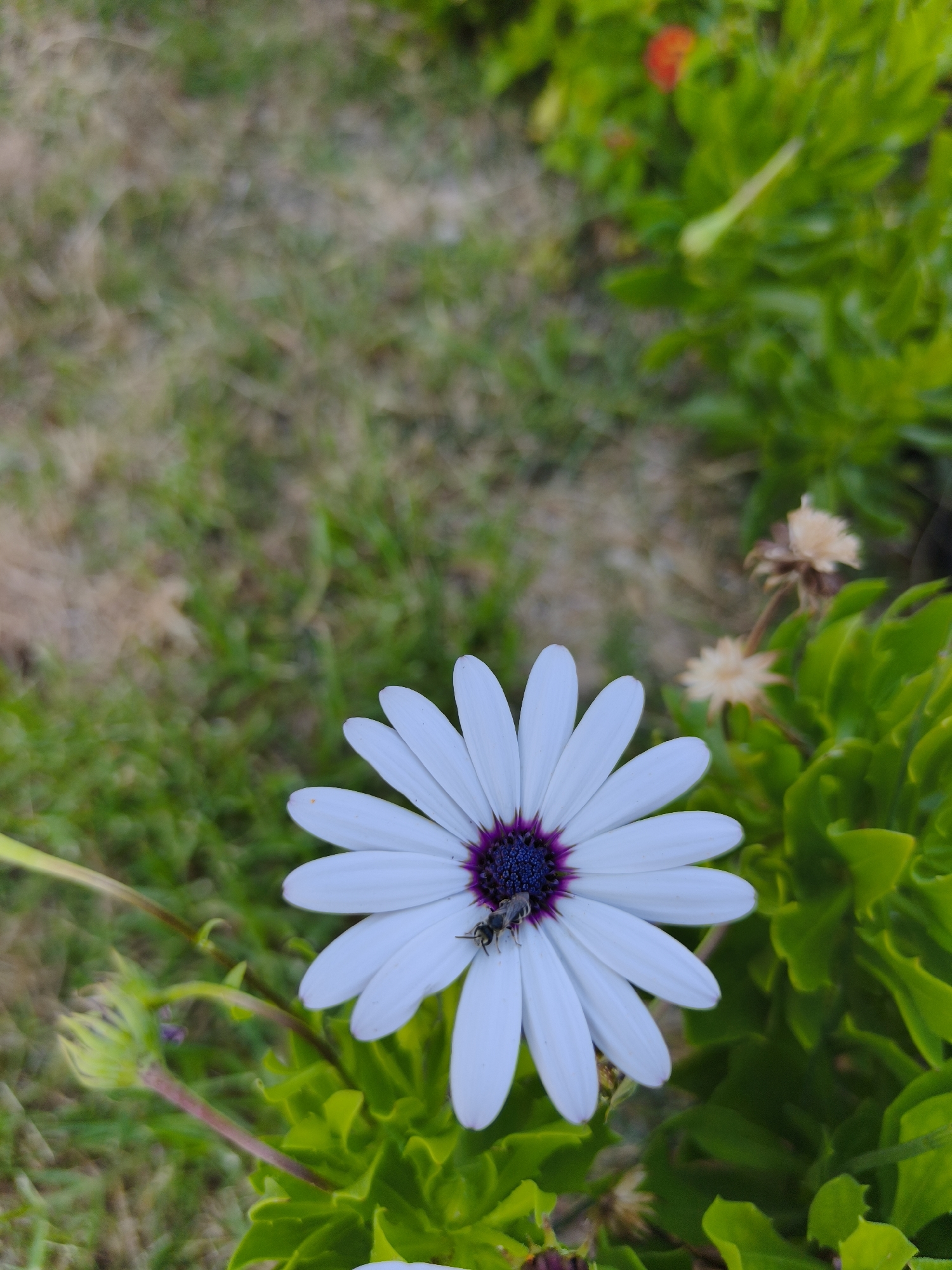 A close-up, eye-level, outdoor shot captures a white daisy with a deep purple center, its petals spread wide. A small, dark insect, possibly a bee or fly, is resting on one of the white petals, near the center. The flower is surrounded by vibrant green foliage. In the blurred background, dry grass and patches of soil are visible. The image appears to be taken in a garden or park setting, possibly in the city of Orihuela, Spain, given the Mediterranean flora suggested by the greenery and the general feel of the environment. No people are present.