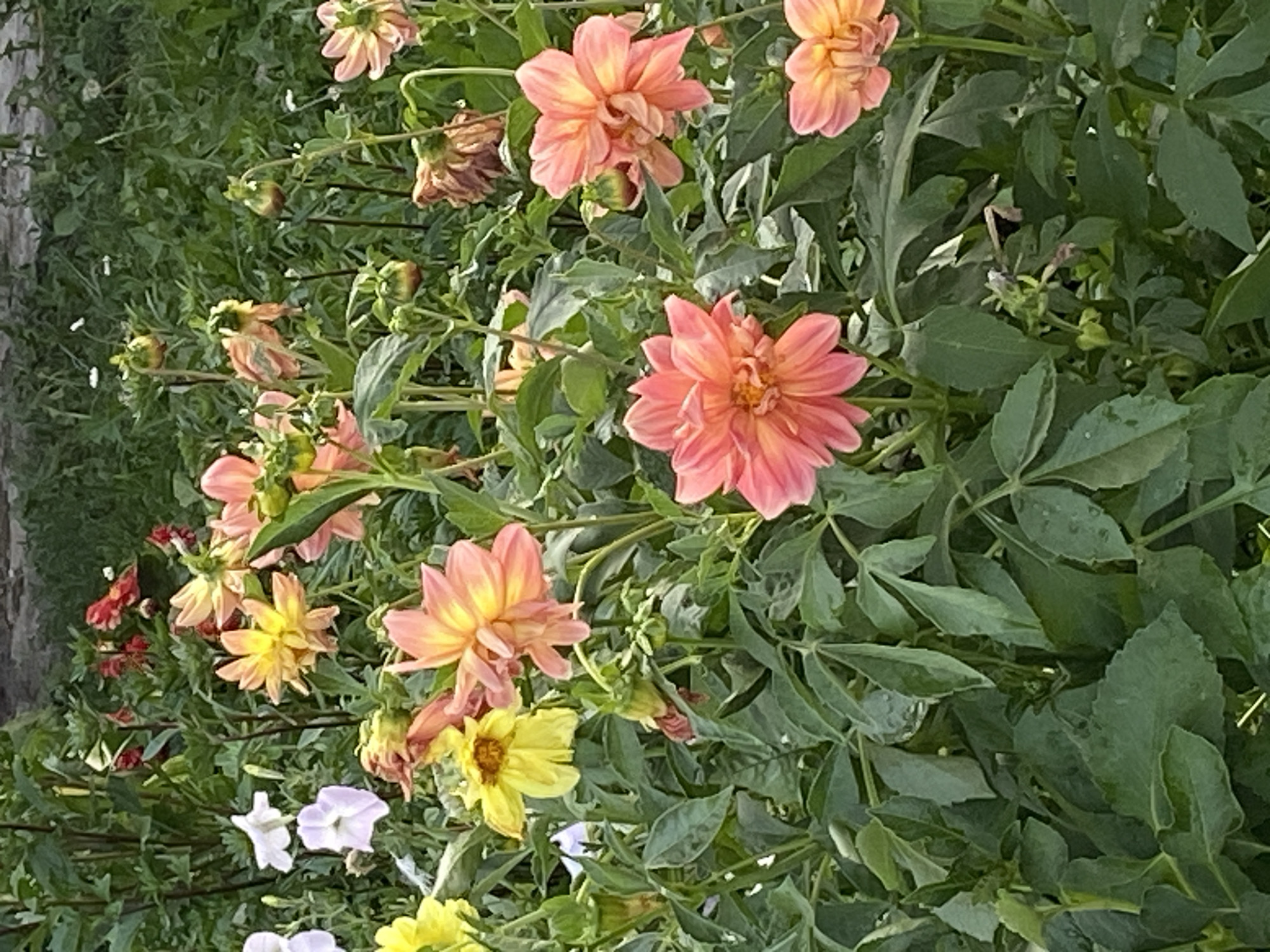 In a garden in Воўчынскі сельскі Савет, Belarus, a dense cluster of dahlias in varying stages of bloom and decay occupies the foreground. The dominant colors are shades of pink and coral, with some yellow blooms interspersed. Several flowers are fully open, displaying intricate petal arrangements. Others are in the process of wilting, with dried petals and browning edges, particularly noticeable on the upper right side of the image. Green foliage forms a lush backdrop, with large, serrated leaves characteristic of dahlias. The background is out of focus, suggesting a garden setting with more greenery and possibly other plants or structures further back. The lighting appears to be natural, possibly overcast or late afternoon, casting soft shadows.