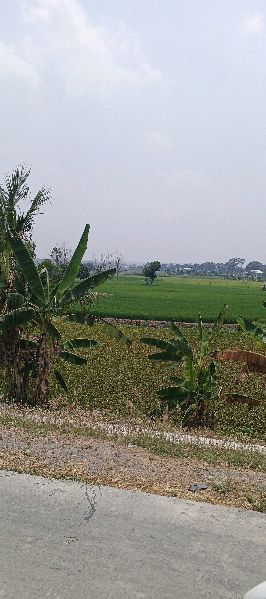 This is an outdoor, eye-level, vertical, full shot photograph taken during the day in Laren, Indonesia. The image depicts a rural landscape with agricultural fields in the background and vegetation in the foreground.
In the foreground, a grey concrete road or pathway is visible at the bottom. To the right of the road, dry grass and some small white flowers are growing. Further back, a densely vegetated area with small green plants, possibly water hyacinths, occupies the mid-ground. Several banana trees with large green leaves are prominently featured on the left and right sides of the image. Some of these leaves appear dried and brown.
The background consists of a vast, bright green rice paddy field stretching towards the horizon. A few scattered trees and small structures, possibly houses or sheds, are visible within or on the edge of the fields. The sky is overcast with a pale blue and white hue. The overall atmosphere of the scene is serene and natural, characteristic of a rural Indonesian countryside. There are no people or animals visible in the image.