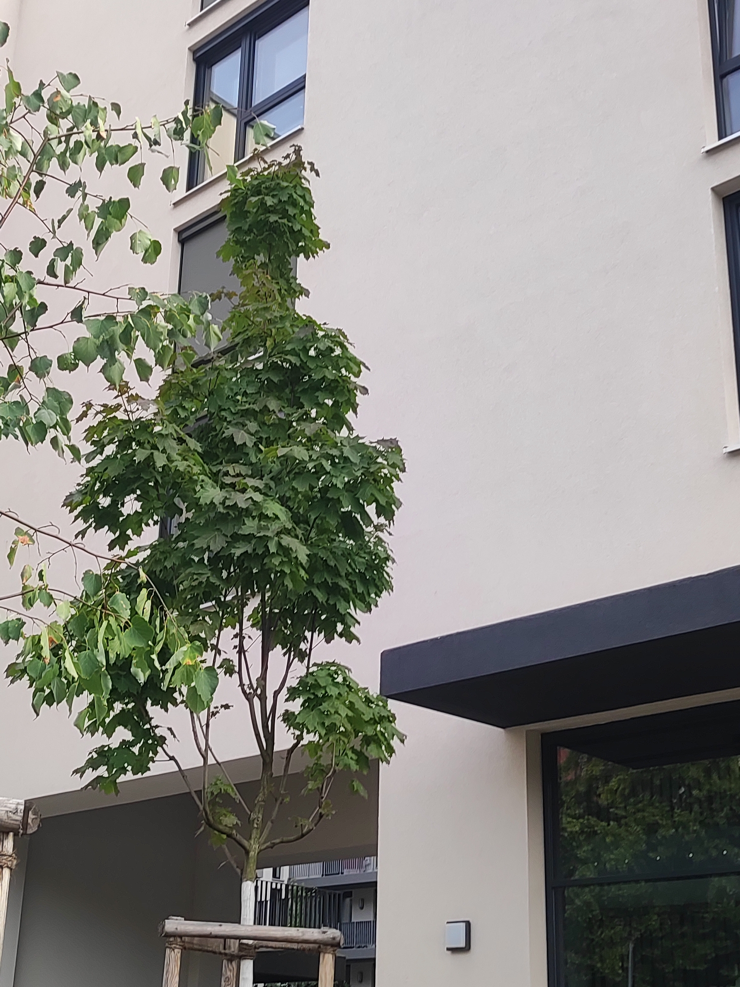 The image shows a modern apartment building with light beige stucco exterior walls. Two windows are visible on the upper floors, featuring dark frames and reflective glass. The ground floor has a dark gray awning extending over a large window. In the foreground, two trees with green foliage are present. The tree on the left has thinner branches and heart-shaped leaves, while the tree on the right is more robust with lobed leaves. Wooden supports are visible around the base of the tree on the right. The scene is set in an urban environment, likely in the city of Fürth, Germany, given the architectural style and landscaping. No people are depicted in the image.