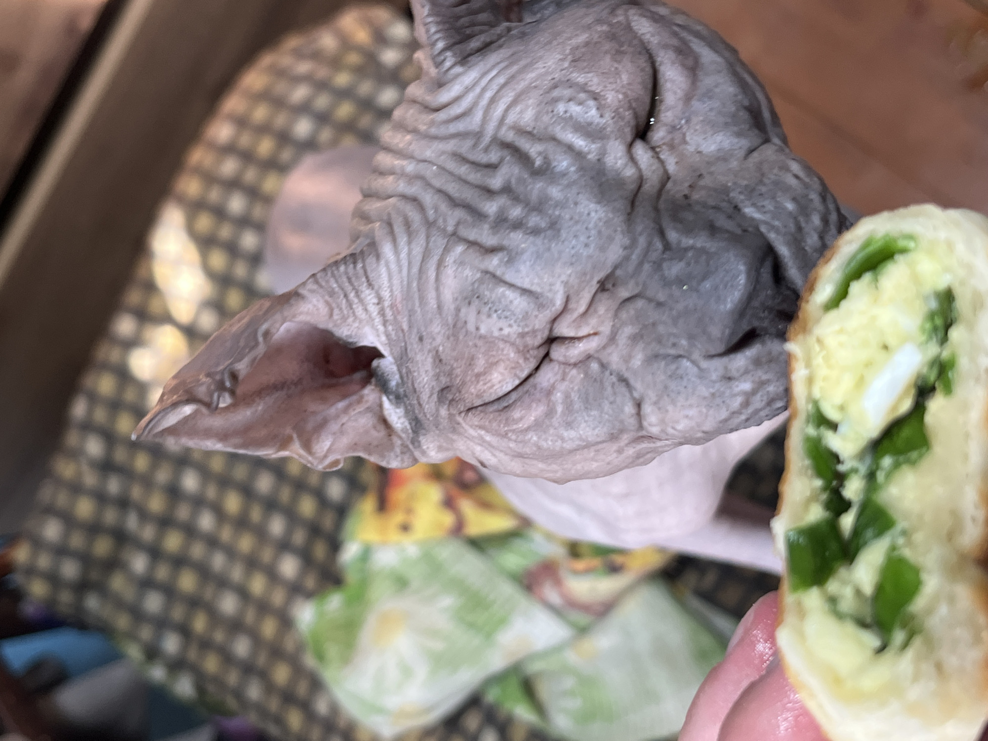 A close-up shot shows the head of a Sphynx cat with distinctive wrinkles on its skin. The cat's ears are large and pointed. In the foreground, a hand is holding a piece of food that appears to be a rolled pastry filled with scrambled eggs and green onions. The background is blurred, showing a patterned fabric, possibly a blanket or upholstery. The image does not provide any information about the location in Nizhny Tagil, Russia.