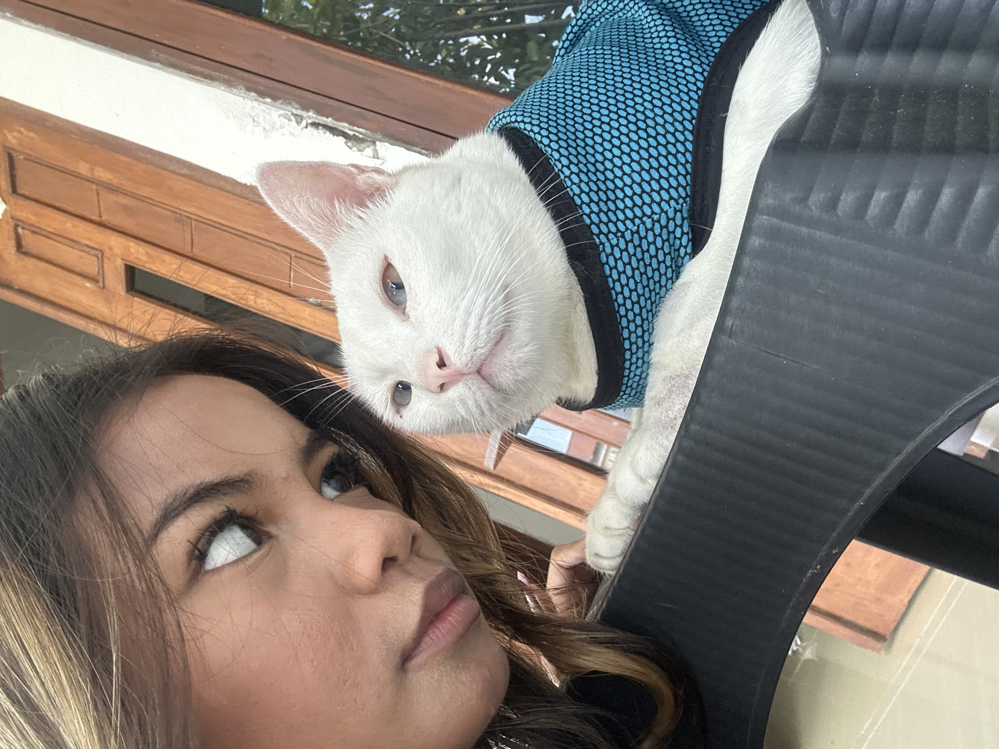 A selfie taken by a woman shows her looking down at a white cat. The woman has brown hair and is wearing a black top. The cat is wearing a blue mesh vest and has blue eyes. They are both sitting on a black chair in front of a wooden door. The background shows a white wall and some foliage. The image is taken outdoors in what appears to be a residential area. The architecture of the door and the surrounding environment are consistent with locations in Sukawati, Indonesia, a region known for its traditional arts and crafts and often features wooden doors and open-air settings.