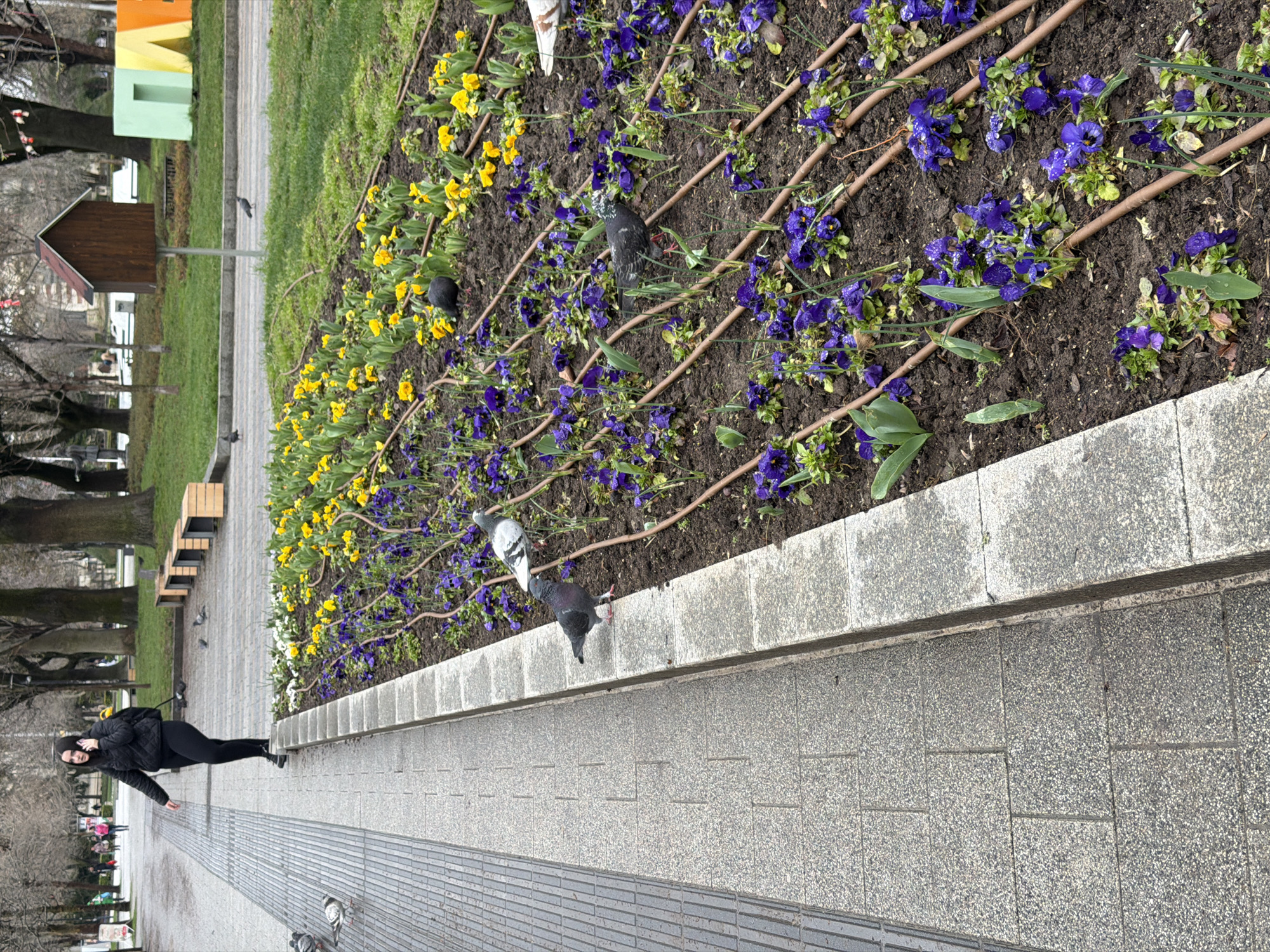 The image captures a scene in Pleven, Bulgaria. A flower bed featuring yellow and blue pansies with a drip irrigation system lines the walkway. Pigeons are scattered in the flower bed and on the pavement. A person wearing black clothing is walking on the paved walkway, seemingly engaged in a phone call. In the background, a small wooden birdhouse is perched on a pole, and part of a colorful sign is visible. Trees line the background, and the sky appears overcast.