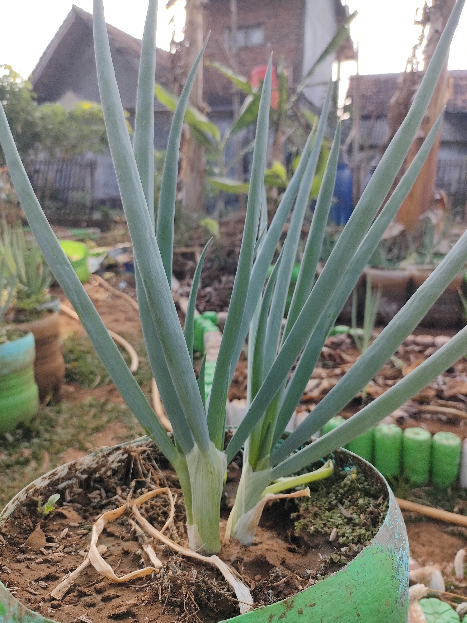 In a close-up, outdoor shot, a cluster of green onions grows from a weathered green plastic pot filled with dark soil. The onions' long, slender leaves reach upwards, some overlapping and casting subtle shadows. The pot itself shows signs of wear, with chipped paint and dried plant debris around its rim. In the background, out of focus, is a residential area with houses and vegetation. The setting appears to be a garden or backyard. The image was taken in Caracas, Indonesia.