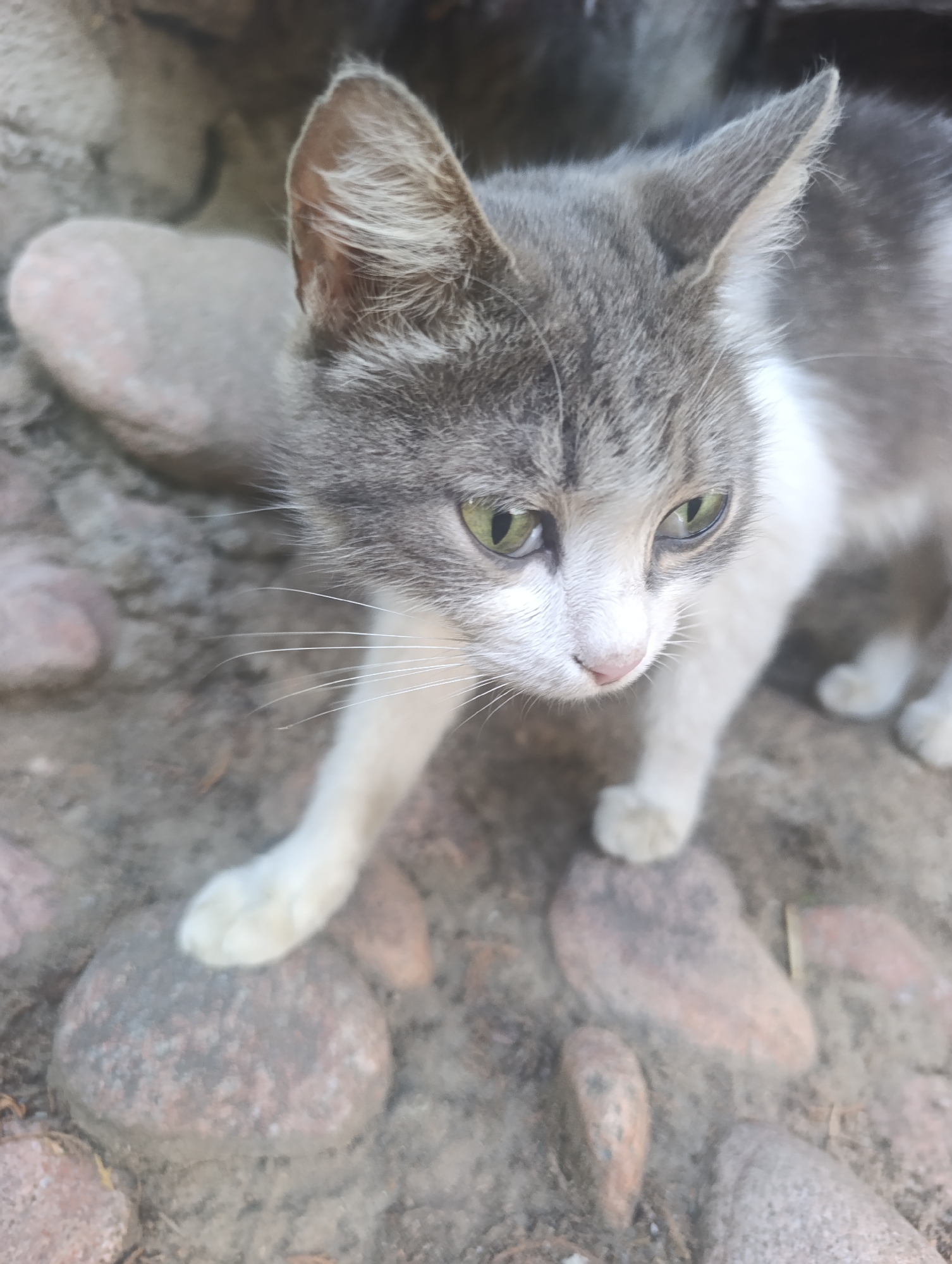 A medium shot shows a grey and white kitten with green eyes on a rocky surface. The kitten is looking down and to the right, with its front left paw resting on a light grey rock. The background is out of focus and appears to be a mix of rocks and soil, suggesting an outdoor environment. There are no people or any other discernible objects in the frame, aside from the kitten and the rocks. The scene does not contain any elements that would suggest a specific location within the city of Bosteri, Kyrgyzstan.