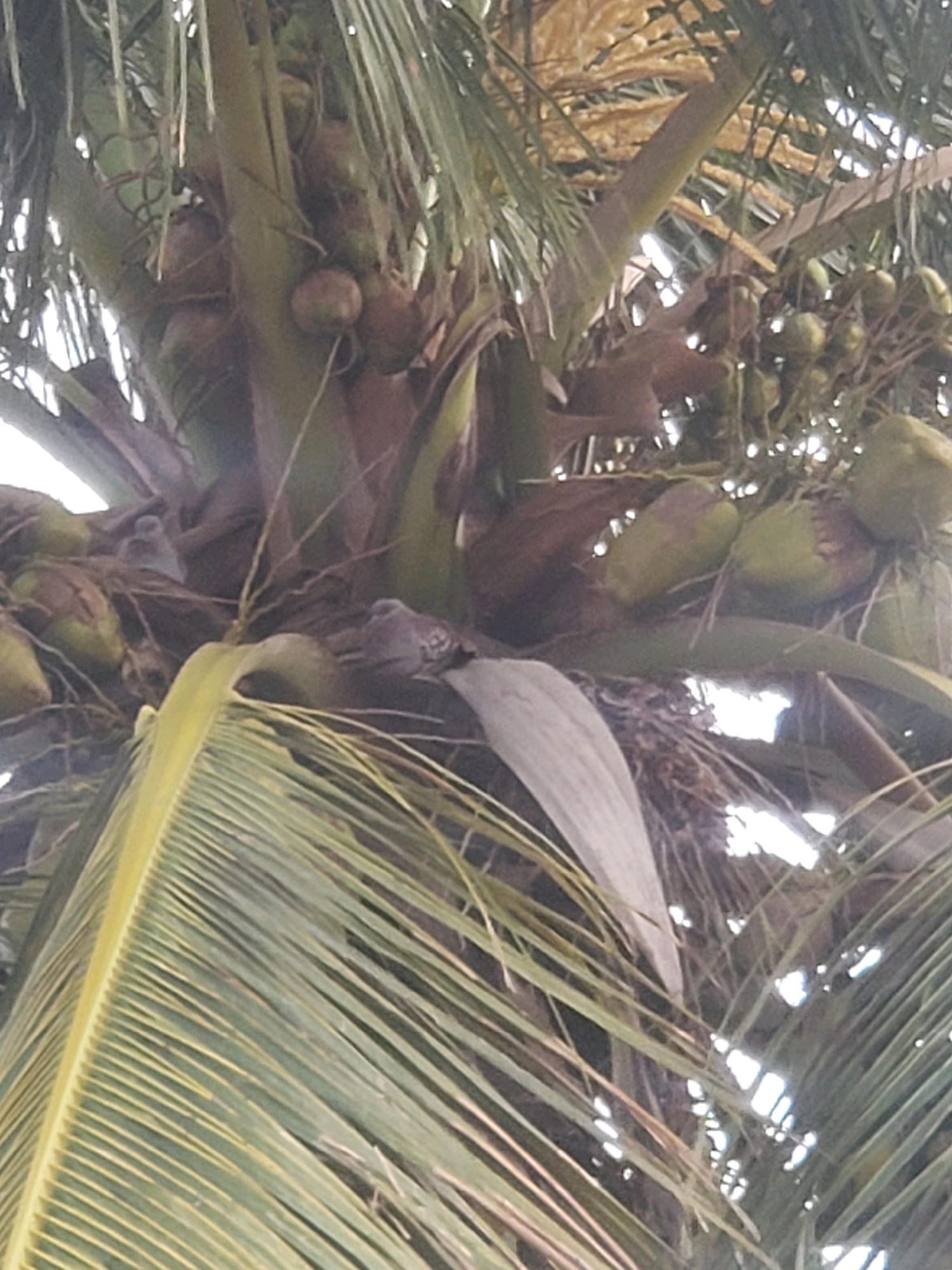 The image shows a close-up view of a coconut tree, likely located in the Sabon Tasha area of Nigeria. The focus is on the cluster of coconuts hanging from the tree. Several green coconuts are visible, some appearing more mature than others. The fronds of the palm tree are also prominent, with their characteristic long, slender leaves. The lighting suggests it is daytime, with sunlight filtering through the foliage and creating bright highlights. The background is a blur of green and brown, indicating the density of the vegetation. There are no people or animals visible in the frame.