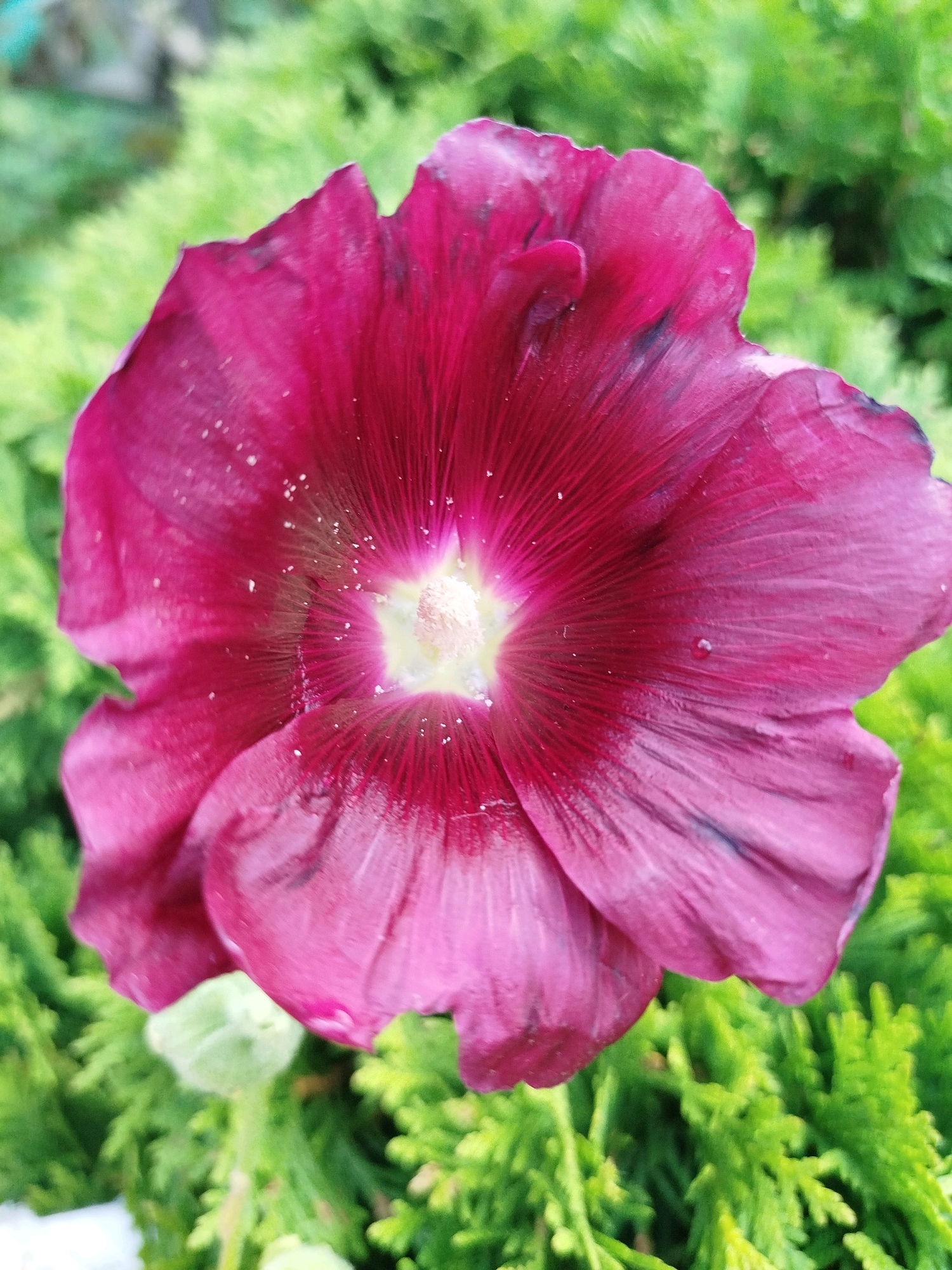 A close-up, head-on shot captures a large, deep pink hollyhock flower. The petals are slightly crinkled and have a velvety texture, with visible veins radiating from the center. A bright yellow pistil with white pollen is at the heart of the bloom. The background is softly blurred green foliage. The image was taken outdoors in the city of Chkalovskoye, SNT, Russia.