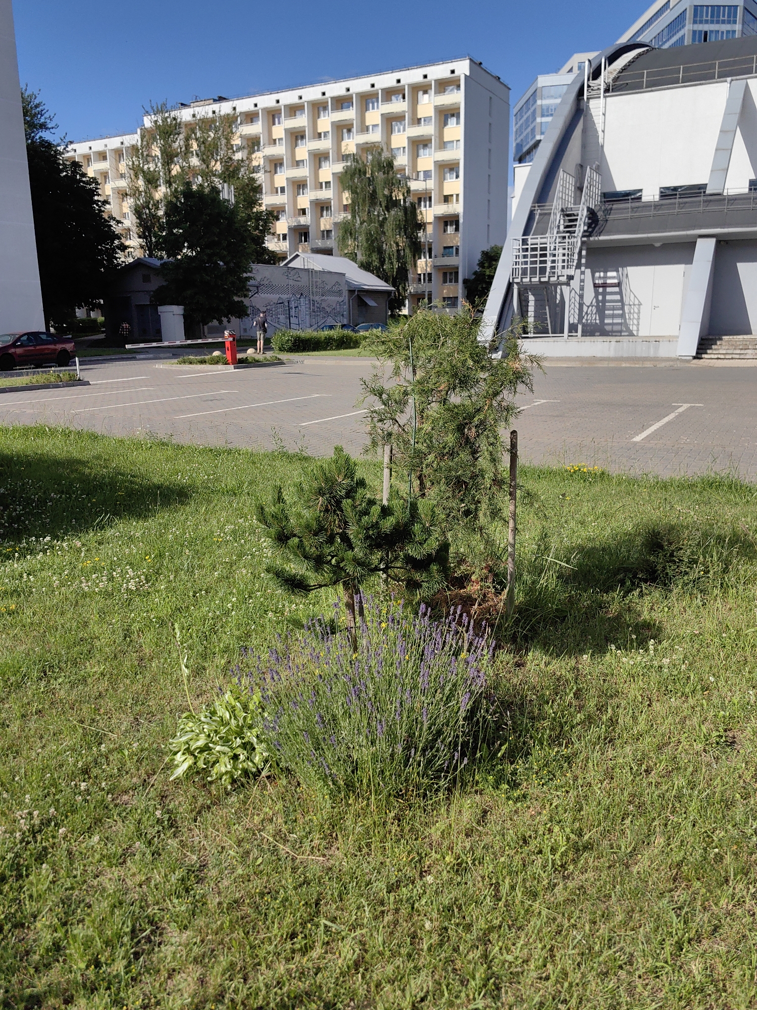 The image captures a sunny day in a city, likely Minsk, Belarus. In the foreground, a small evergreen tree and a patch of lavender grow in a grassy area. Behind this, a paved parking lot is visible, with white lines marking parking spaces. A red car is parked on the left side of the lot. Further back, a person stands near a red bollard and a white barrier arm, possibly a parking attendant or security personnel. Beyond the parking lot, there is a light-yellow apartment building with multiple balconies and several trees. To the right, a modern building with a large, angular white facade and a staircase leading up to it is prominent. The sky is clear and blue.