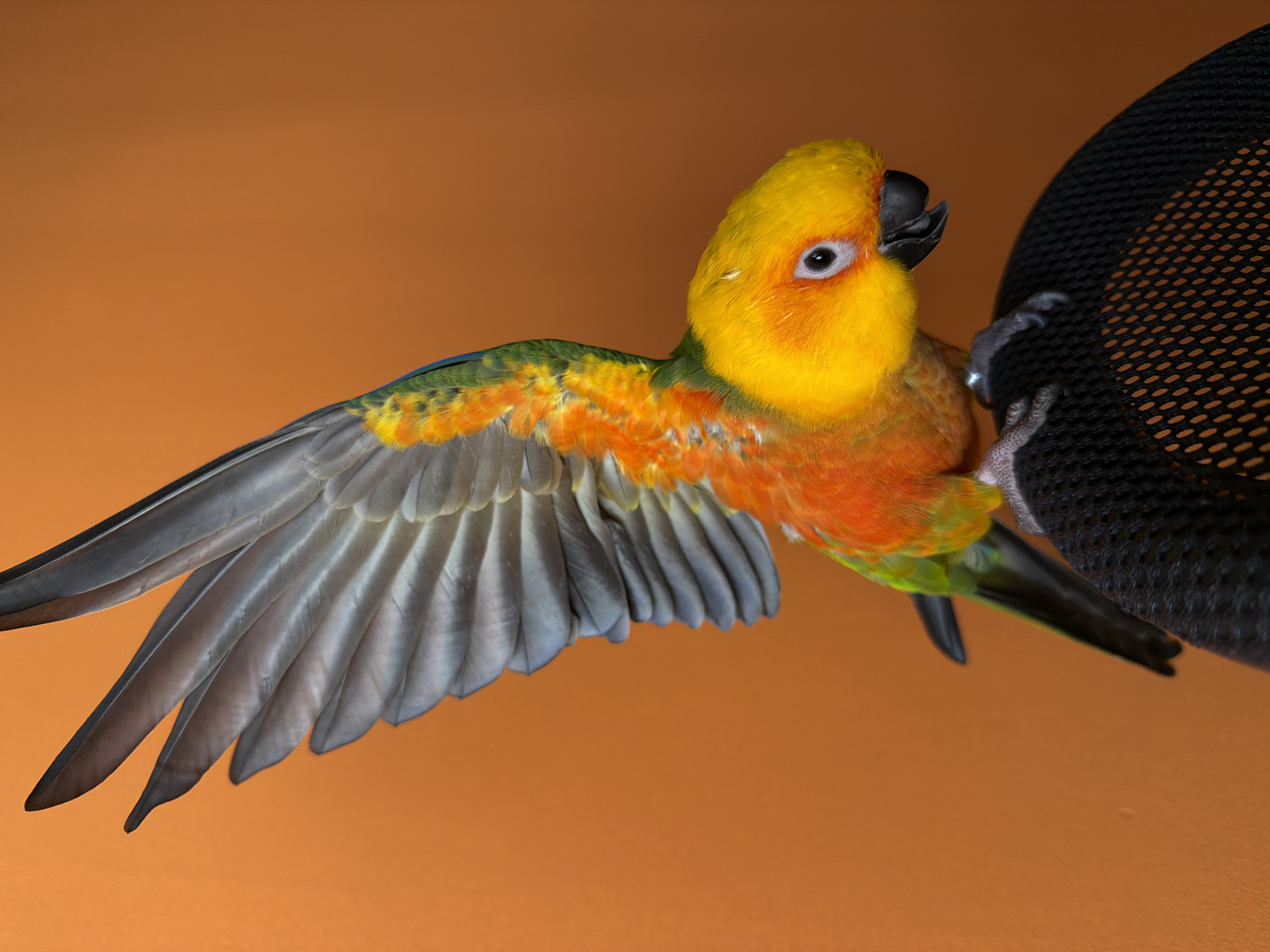 An adult Sun Conure parrot, with bright yellow and orange plumage and green and blue accents on its wings, is perched on the headrest of a black mesh office chair. The parrot's wings are spread open, displaying its gray flight feathers. Its black beak is slightly open, and its eye is dark with a white ring. The background is a solid, warm orange color. The parrot appears to be in motion, possibly about to take flight or land. The image has a shallow depth of field, with the parrot in sharp focus and the background softly blurred. There are no people or other animals present. The environment appears to be indoors, with artificial lighting.