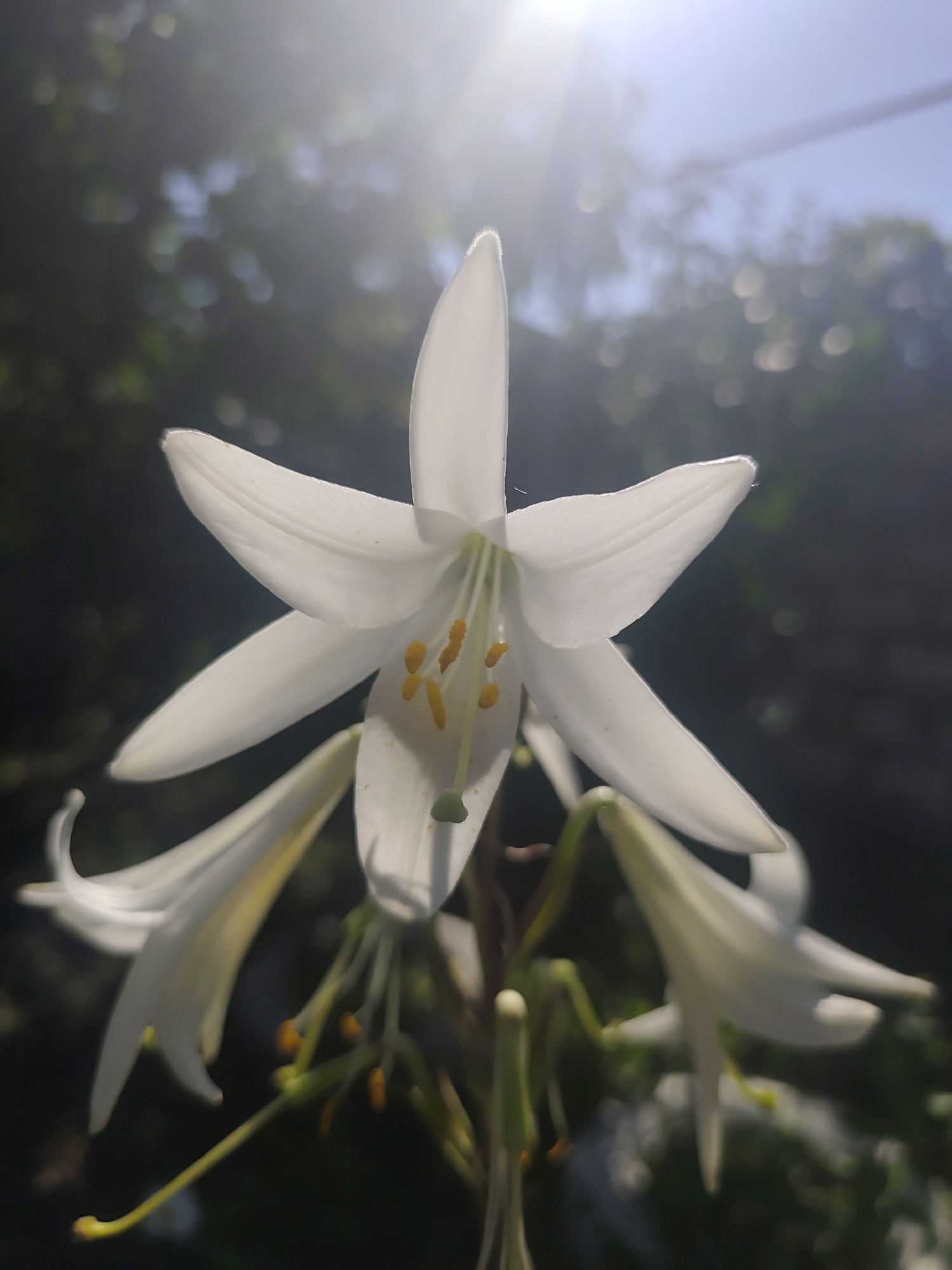 A white lily is blooming in the foreground, with several smaller buds or blossoms to its left. The lily has six prominent petals, three of which are pointed upwards and outwards, and three that curve downwards. The stamens of the lily are yellow and extend from the center. The background is a blur of dark green foliage and bright bokeh circles, with a bright sun flare in the upper right corner. The image appears to be taken outdoors, possibly in a garden, with the sun at its zenith. The location is unspecified.