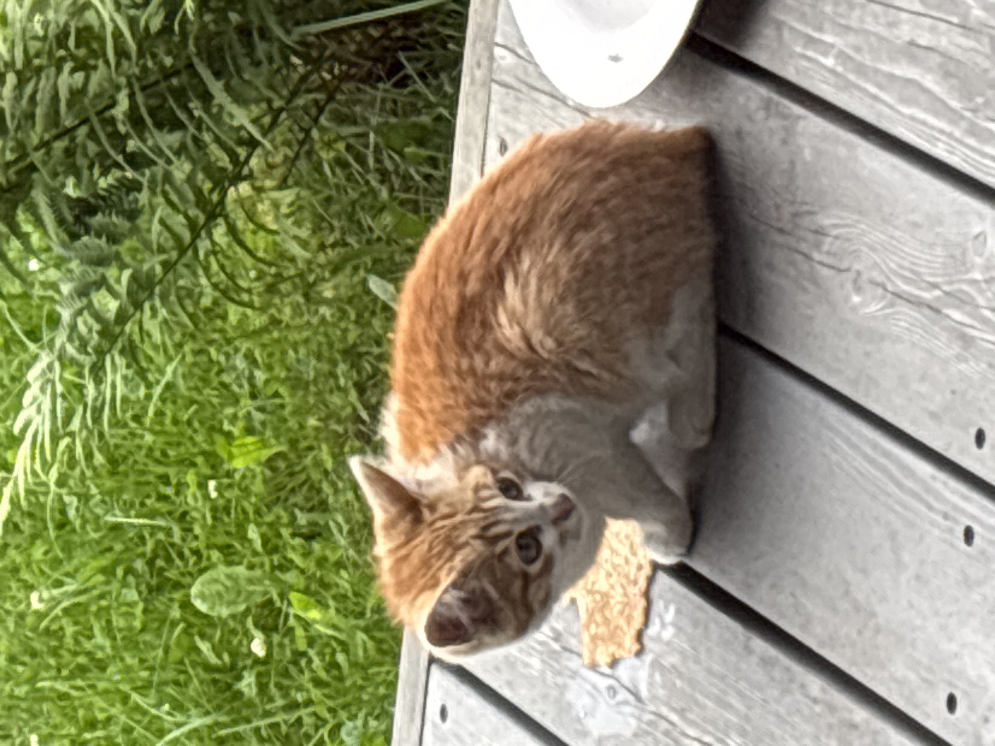 An orange and white kitten sits on a weathered wooden deck. The kitten is facing left, with its head turned slightly to the right, looking at something out of frame. Its fur is a mix of orange and white tabby markings. Behind the kitten, out of focus, is lush green foliage, possibly grass and ferns. To the right of the kitten, a white plate is partially visible on the deck. The scene appears to be outdoors in a natural setting.