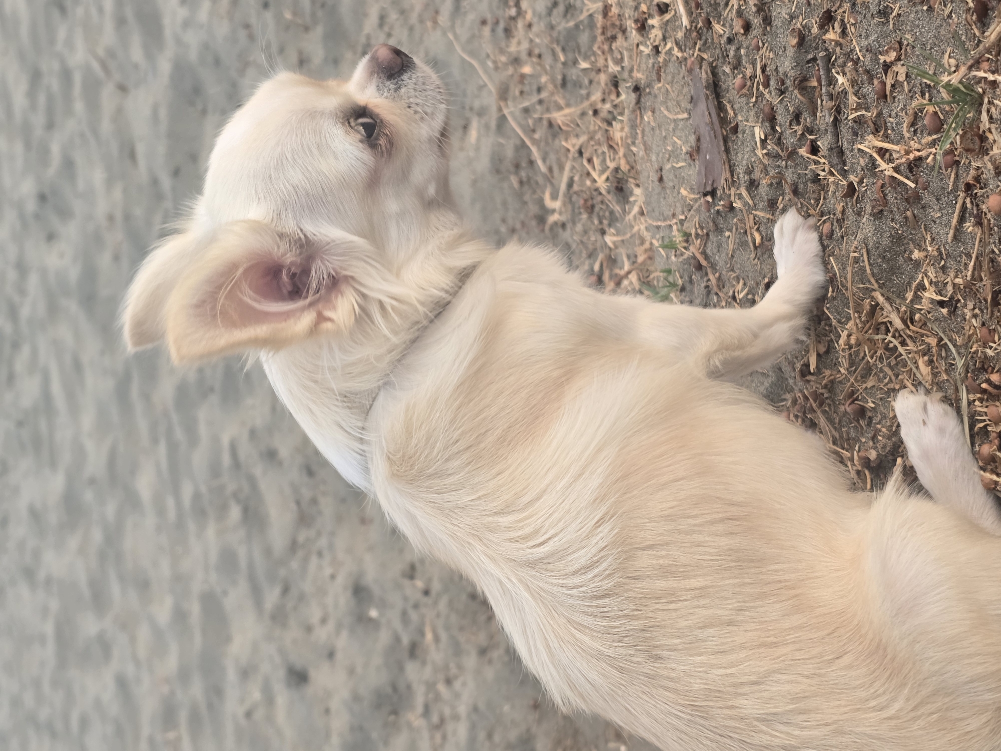 A light-colored chihuahua dog is sitting on sandy ground littered with dried leaves and twigs. The dog is facing to the right of the frame, with its ears perked up. The background is a blurred expanse of sand, suggesting an outdoor location like a beach or park. The lighting is soft, possibly indicating an overcast day or evening. The dog is wearing a light-colored collar. This image was taken in Málaga, Spain, likely at a location with sand and sparse vegetation.
