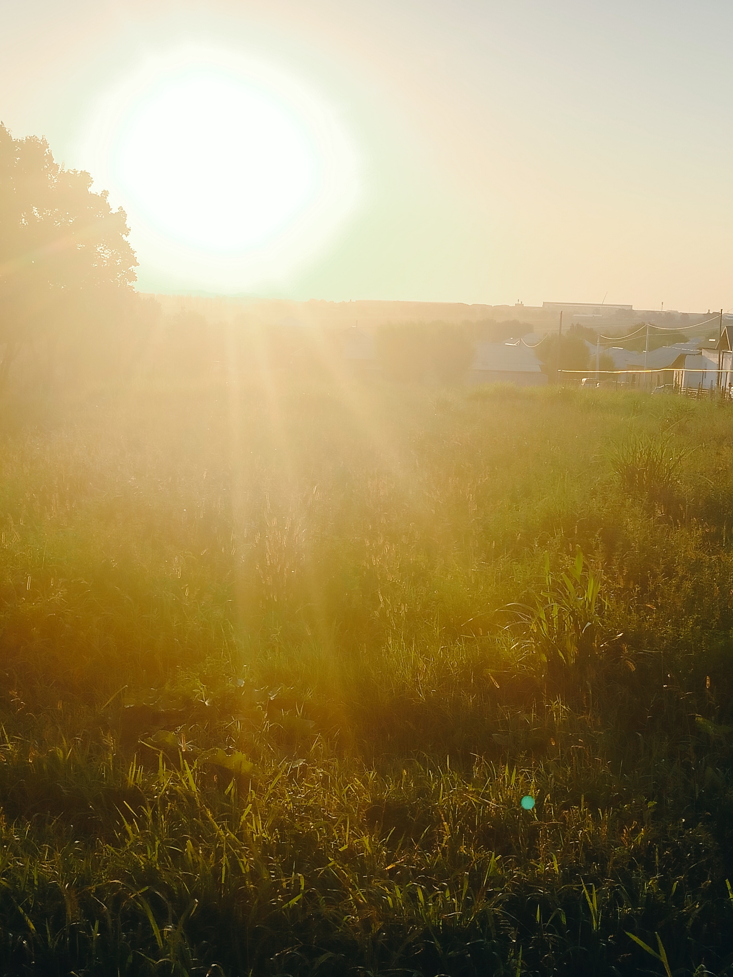 The image depicts a sun-drenched, grassy field with a bright sun in the upper left quadrant, casting strong rays of light across the scene. The foreground is dominated by lush green grass and various plant species, some appearing tall and reedy, catching the golden light. In the middle ground and background, a cluster of buildings, possibly houses with tiled roofs, are visible amidst more vegetation and a few trees. Power lines and poles are also present, suggesting a semi-urban or rural fringe environment. The overall atmosphere is warm and hazy due to the intense sunlight. The specific location in the city of Көлкент, Kazakhstan, cannot be determined solely from the visual information in the image.