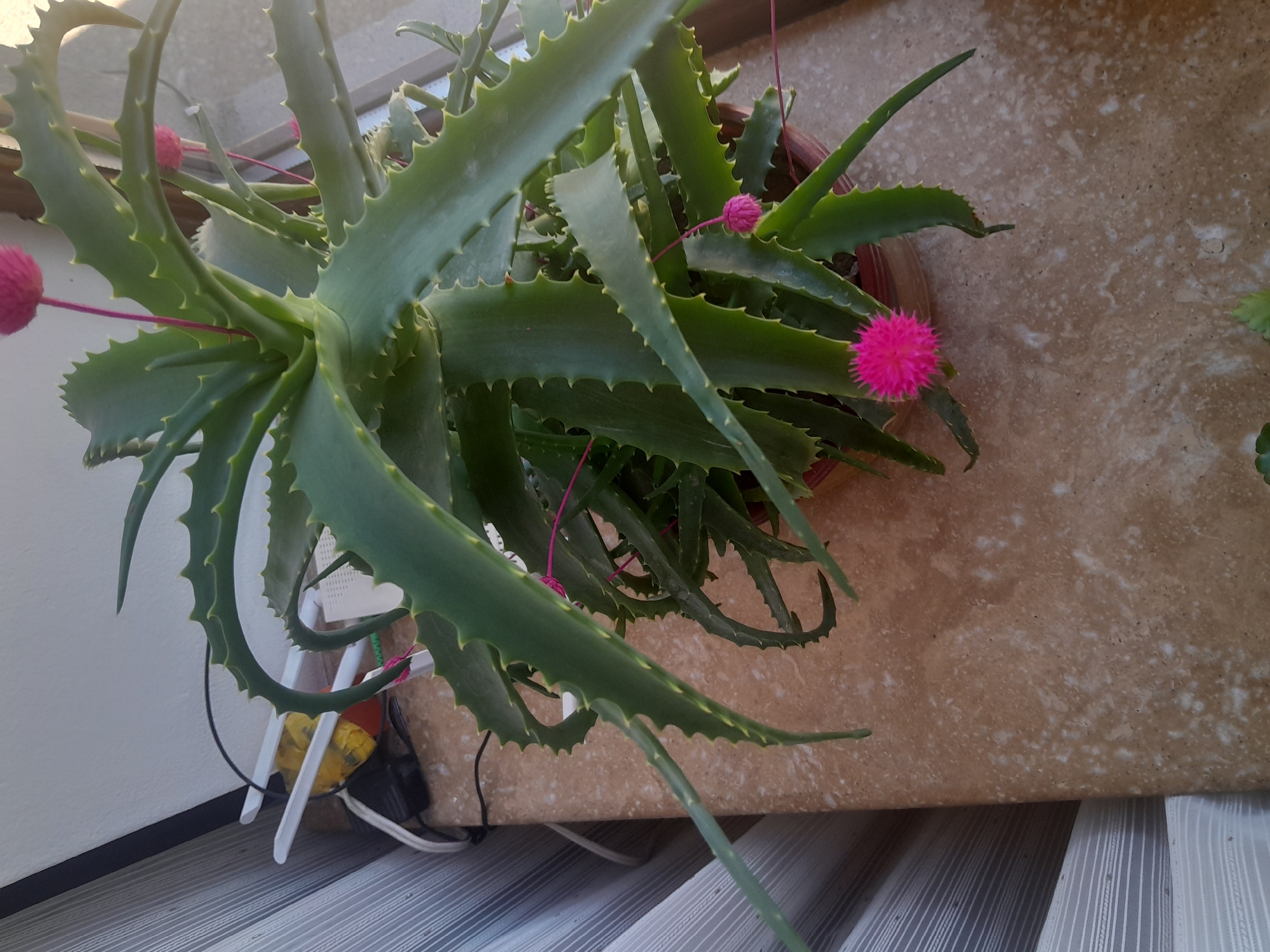 A close-up, vertical shot captures a potted aloe vera plant with several blooming pink flowers. The plant's green, spiky leaves are prominent in the frame. In the background, a window with blinds and a beige, speckled surface are visible. Several electronic devices and cables are scattered on the surface behind the plant.
