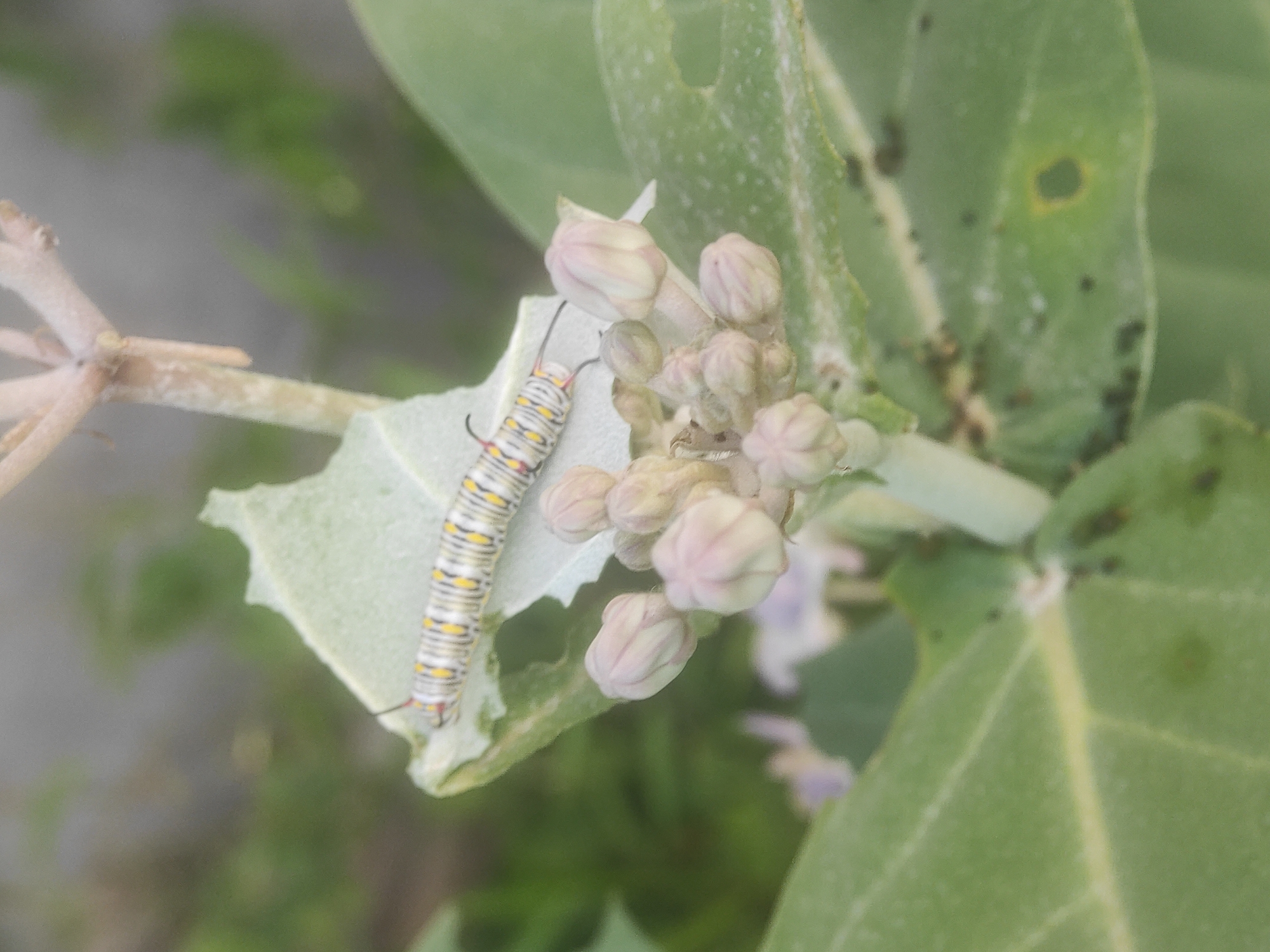 A monarch butterfly caterpillar, or a similar species like a plain tiger butterfly caterpillar, is the prominent subject in this close-up shot. The caterpillar, with its distinctive alternating bands of white, black, and yellow, along with black tentacle-like filaments near its head and tail, is resting on a light green leaf. The leaf shows minor feeding damage, particularly near the caterpillar.
The plant appears to be Calotropis gigantea, commonly known as Crown Flower or Giant Milkweed, which is a host plant for such caterpillars. Clusters of pale pinkish-white to light purple flower buds are visible on the plant, positioned to the right of the caterpillar. The leaves are broad and slightly dusty or textured. Small dark specks, possibly aphids or debris, are scattered on some of the larger leaves in the upper right.
The background is softly blurred, showing muted greens and a lighter, possibly grayish-brown area, suggesting other foliage or distant elements out of focus. The lighting is diffused, indicating daytime, possibly under an overcast sky or in indirect light. The scene captures a moment in the life cycle of a butterfly, highlighting the intricate relationship between the insect and its host plant in a natural setting. The image is taken in Lhokseumawe, Indonesia, a region where such flora and fauna are common. No text is visible in the image.