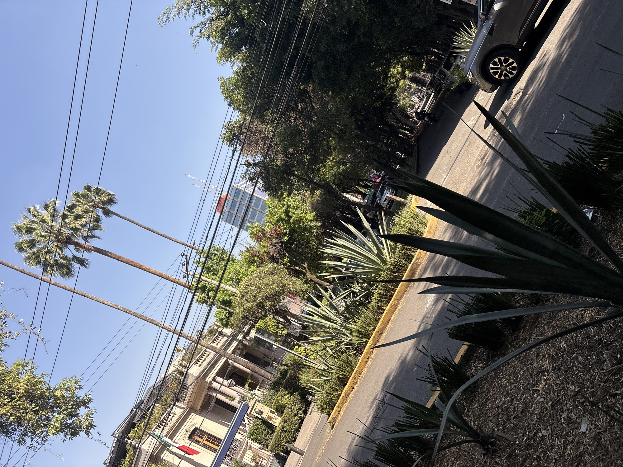 The image presents a vibrant, sunlit street scene in Mexico City, captured from a low, diagonal perspective looking upwards and across the road. The upper half of the frame is dominated by a clear, bright blue sky, crisscrossed by several dark utility lines.
On the left, several tall, slender palm trees with their distinctive fanned fronds stretch skyward. Below them, an elegant, classical-style building with ornate columns, balconies, and intricate architectural details is partially visible. A small Mexican flag, with its green, white, and red stripes and central emblem, hangs from one of its balconies, clearly indicating the location.
The right side of the image features a paved street bordered by a yellow curb. Along the curb and in the foreground, a variety of lush green foliage thrives, including numerous sharp-leaved agave plants and dense bushes. A dark-colored SUV is parked on the street, casting a long shadow, with its distinct wheel and part of its body visible. Further along the street, a dense canopy of trees forms an archway, creating dappled shadows on the pavement below. In the distance, a modern high-rise building with a reflective glass facade stands tall, peeking above the treeline.
The strong, direct sunlight and distinct shadows suggest it is daytime, likely mid-morning or early afternoon, under clear weather conditions. The scene depicts a quiet urban environment, blending historical architecture with contemporary elements and abundant greenery. No specific human activity or discernible text, other than the flag, is visible.