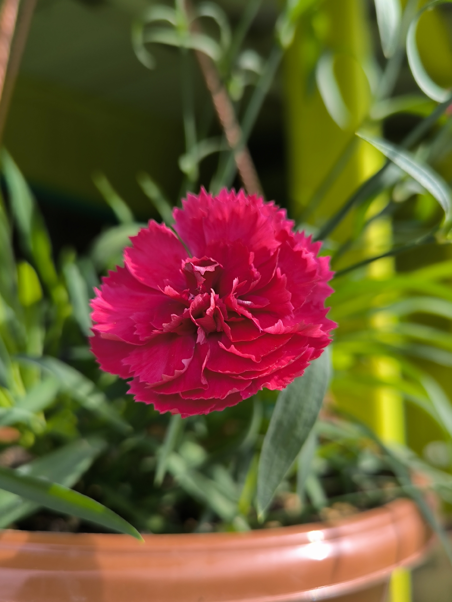 A close-up, high-angle, vertical shot features a vibrant pink carnation in full bloom, positioned slightly right of center. The flower's petals are frilled and layered, with a darker, more intense pink at the base and edges. Surrounding the carnation are out-of-focus green leaves and stems, some appearing long and slender, others shorter and more pointed. The background is a blur of soft green and yellow hues, suggesting an outdoor setting with foliage and possibly a brightly colored object, like a fence or wall. In the foreground, the rim of a terracotta-colored planter is visible, its smooth, curved surface catching the light. The image appears to have been taken in Maiskii, Russia, indicating an outdoor garden or planter setting. There are no people or actions depicted in the scene, only the still life of the flower and its immediate surroundings.