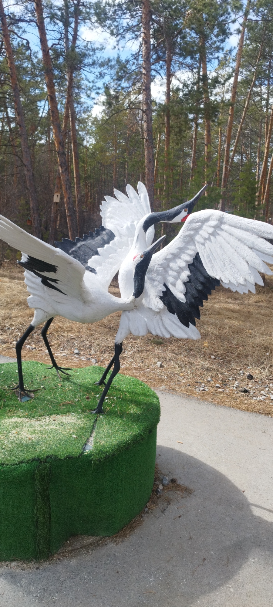 The image shows a pair of crane sculptures, likely representing Red-crowned Cranes, positioned outdoors. These sculptures are predominantly white with black markings on their necks, wings, and backs, and red patches on their heads. The cranes are posed with their wings spread, giving the impression of a dance or courtship display.
The sculptures stand on a raised, circular platform covered in artificial green turf. Behind them is a backdrop of tall, thin trees, characteristic of a forest environment. The ground is covered with dry grass and leaves. A concrete path or sidewalk is visible to the side.
Based on the information provided, this scene is located in the city of Yakutsk, Russia.