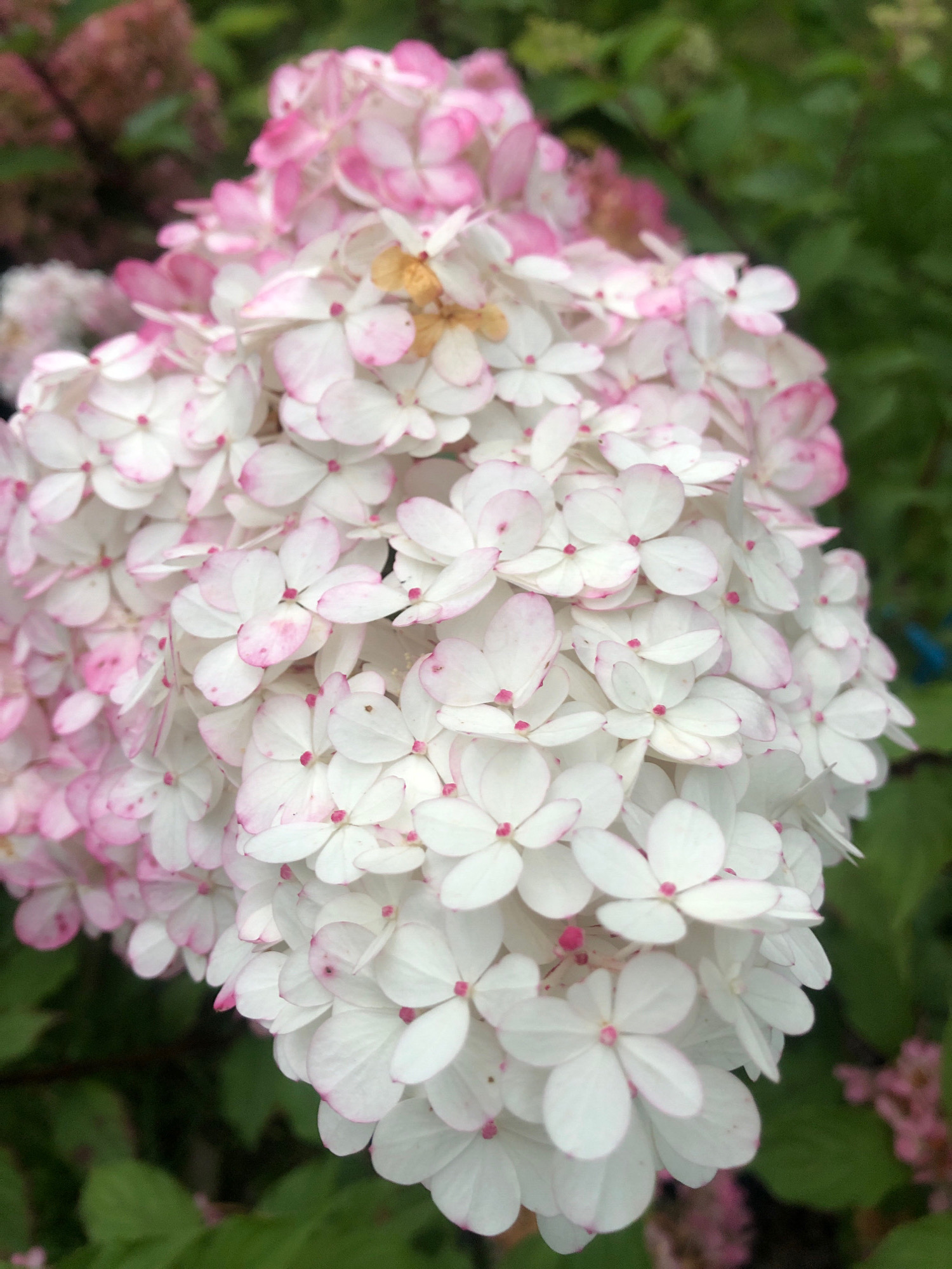 A close-up, vertical shot captures a large cluster of white hydrangea flowers with delicate pink edges. The flowers are small and numerous, forming a dense, cone-shaped inflorescence. Some of the individual florets show slight browning, indicating the bloom's maturity. The background is a soft blur of green foliage, suggesting an outdoor garden setting. There is no indication of the city of Arfa, Russia, or any specific location within it. The image is purely botanical and lacks any human presence or activity.