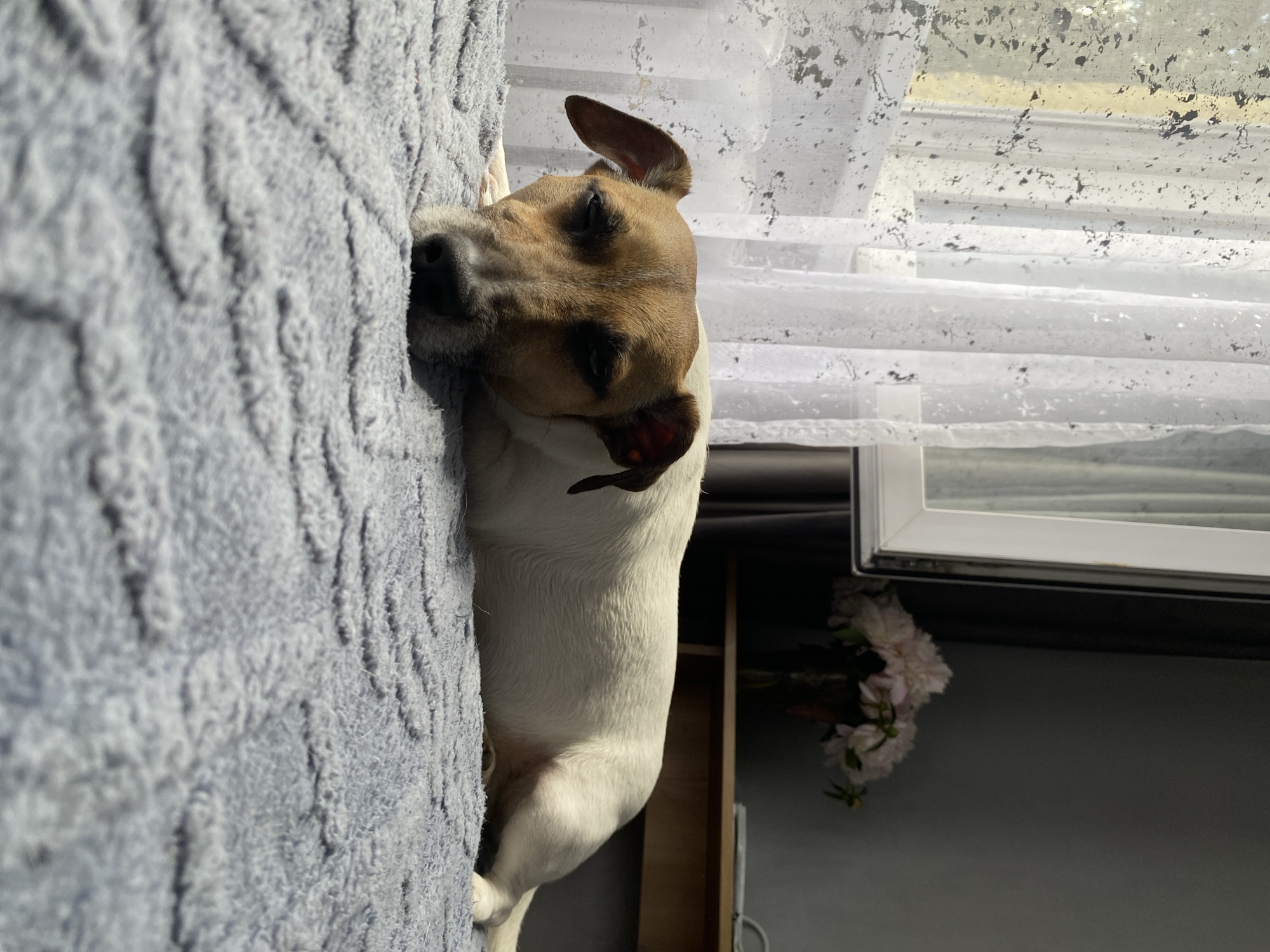 A short-haired Jack Russell Terrier is lying on a light blue, textured blanket. The dog has brown and white markings on its face and body. Its eyes are partially closed, and its head is resting on its paws. Sunlight is streaming in from the left side of the frame, casting shadows on the dog and the blanket. In the background, there is a white sheer curtain with dark speckles, a window, and a dark gray wall. A table with a vase of light pink flowers is visible in the background. The scene appears to be indoors, possibly in a bedroom or living room, and the location is implied to be Noviy, Russia.