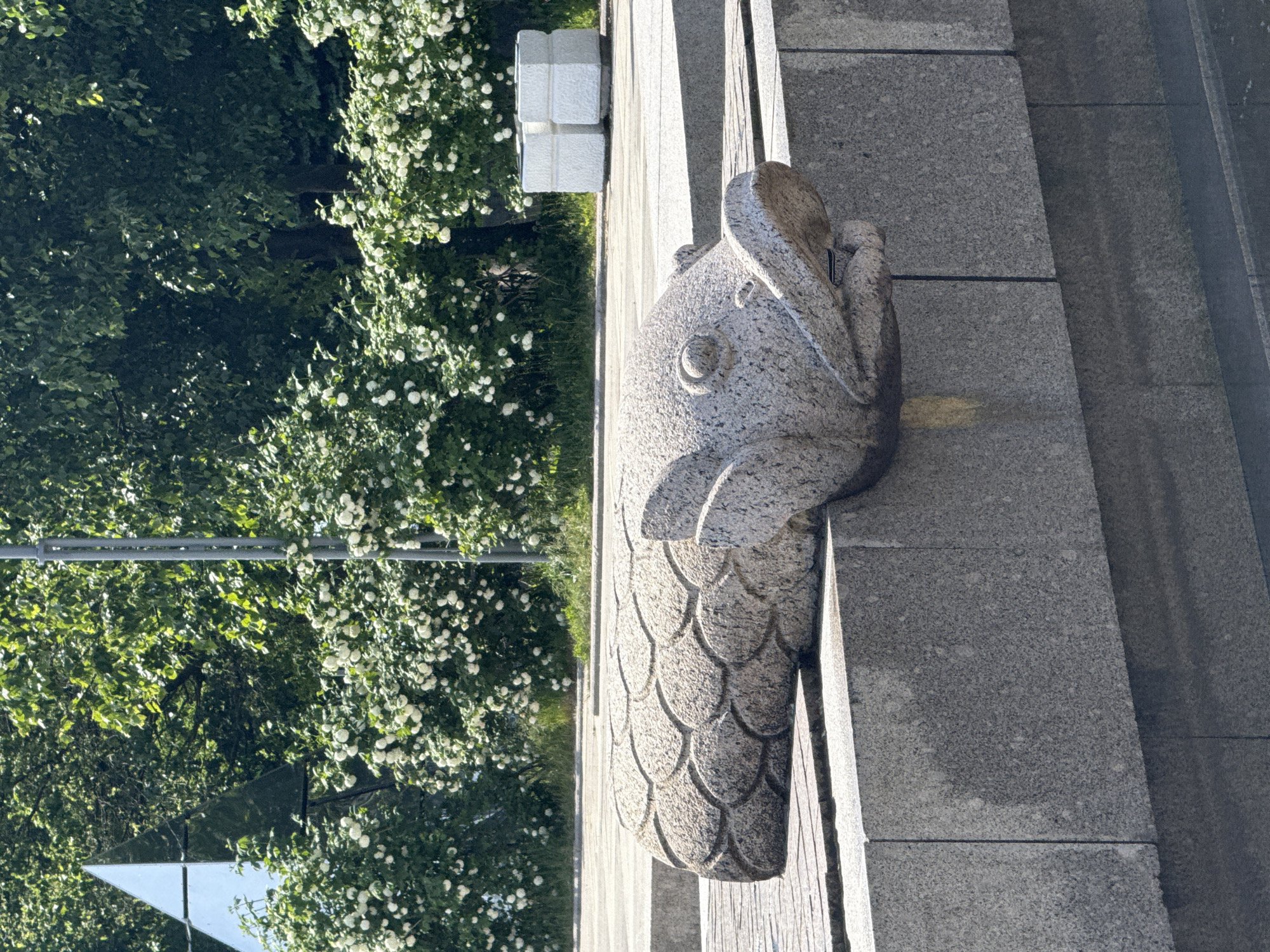 This image shows a stone sculpture of a fish with its mouth open, set on a granite ledge. The fish sculpture is positioned horizontally, with its head facing right. The background features lush green trees and flowering bushes with white blossoms, suggesting a park or outdoor urban setting. To the left, a reflective triangular structure, possibly a modern art installation, is visible amongst the foliage. In the distance, two white rectangular objects, resembling modern benches or planters, are placed on the ground. The overall impression is of a sunny day in a well-maintained public space.
The sculpture is a fountain element located in the courtyard of the Fabergé Museum in Saint Petersburg, Russia. The museum is housed in the Shuvalov Palace on the Fontanka River embankment.