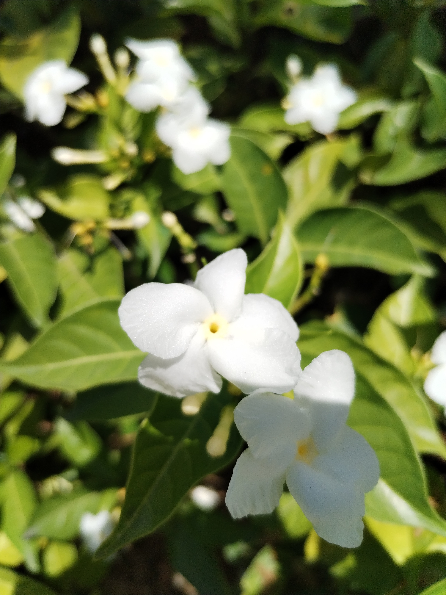 The image shows a close-up of white pinwheel flowers (Tabernaemontana divaricata) amidst green leaves. The location is Nha Trang Ward, Vietnam. The flowers are the primary subject, with some in focus and others blurred in the background. The leaves provide a green backdrop, and the lighting suggests it is daytime.