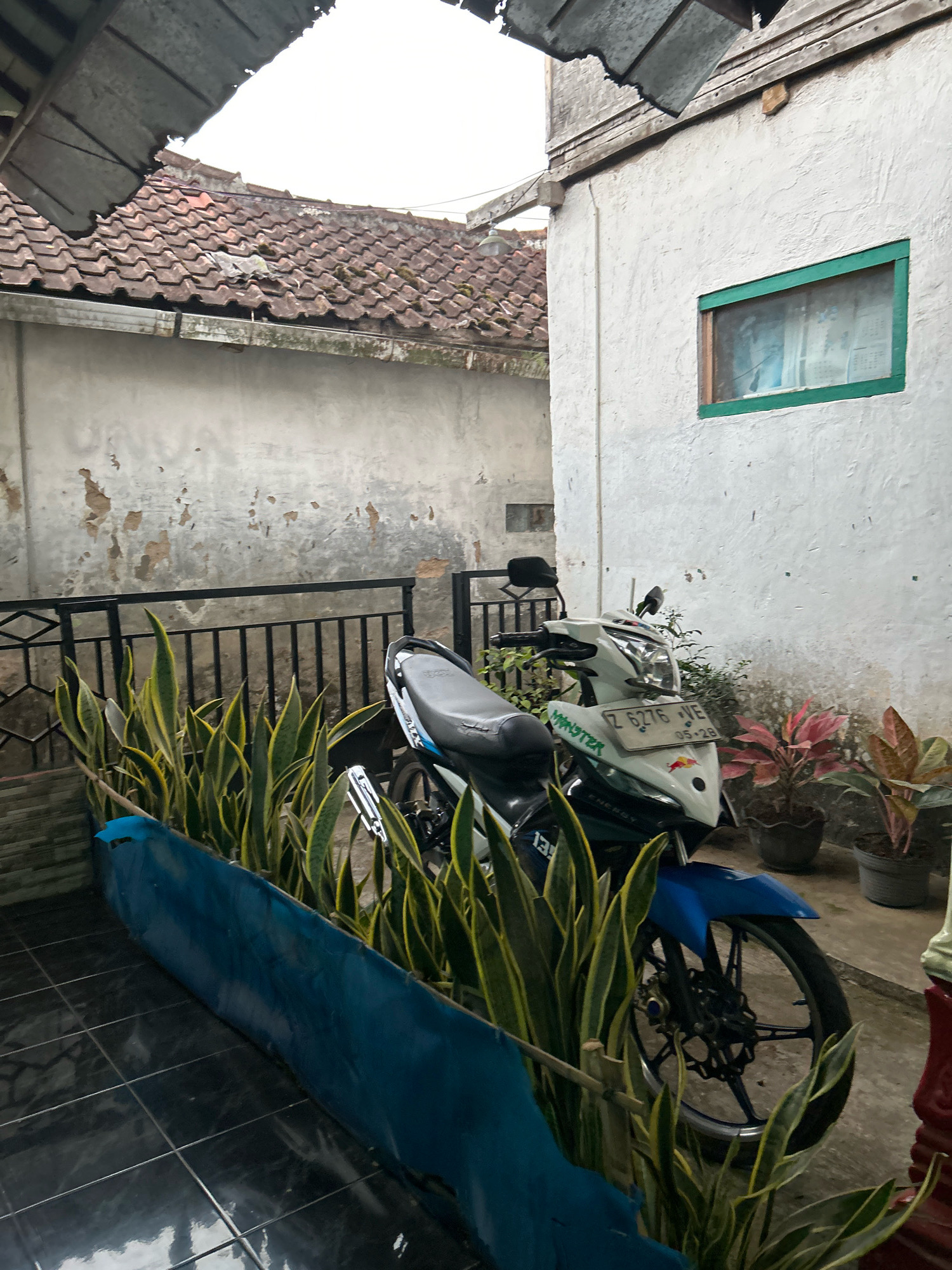 The image depicts an outdoor scene in what appears to be a residential courtyard in Cihaurbeuti, Indonesia. In the foreground, a motorcycle with white, blue, and black accents is parked. The motorcycle has a license plate reading "Z 6276 WE" and appears to have a "MONSTER" decal. It is surrounded by lush, spiky green plants with yellow edges, contained within a blue border. Behind the plants, a black metal fence separates the courtyard from a weathered concrete wall.
The background shows a white building with a small green-framed window. To the left of the white building, a dilapidated tiled roof of a different structure is visible, with parts of the roofing material appearing damaged or missing. The overall environment suggests a possibly older or less maintained urban or semi-urban setting. No people are visible in the image.