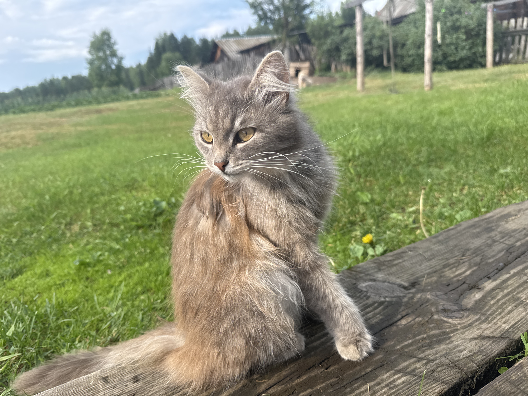 A fluffy, grey cat with yellow eyes sits on a weathered wooden beam in a rural outdoor setting. The cat is facing to the right, with its head turned slightly back towards the camera. Behind the cat, a grassy field stretches out, dotted with a few yellow wildflowers. In the background, there are trees and rustic wooden buildings, suggesting a village or countryside location in Severny, Russia. The sky above is partly cloudy. The lighting indicates it is daytime, likely mid-morning or afternoon.
