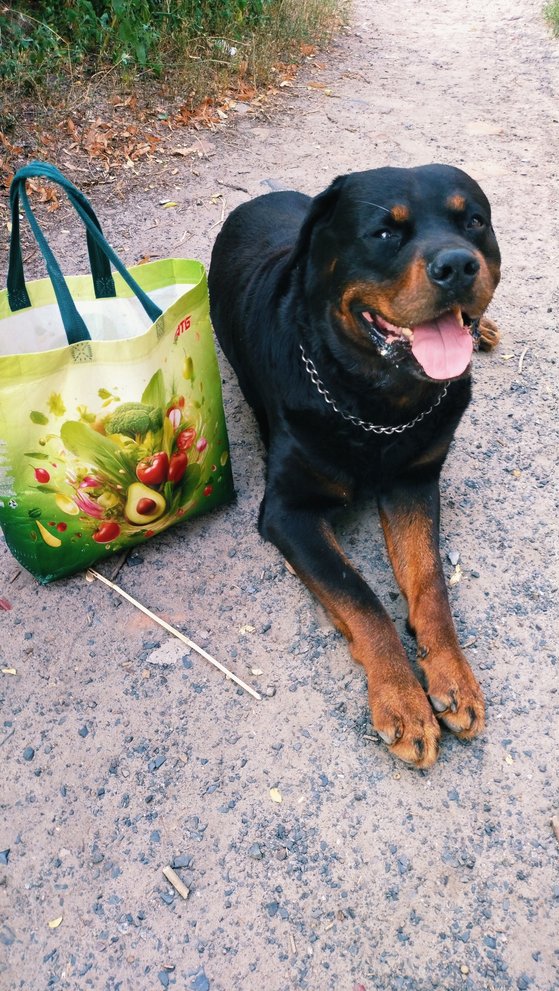 A rottweiler dog is lying down on a gravel path next to a reusable grocery bag. The dog has black and tan fur and is wearing a silver chain collar. The grocery bag is light green with an illustration of various vegetables and fruits. The background consists of dry foliage and vegetation, suggesting an outdoor setting, possibly in a park or along a rural road in Horishni Plavni, Ukraine. The dog appears relaxed, with its tongue hanging out.