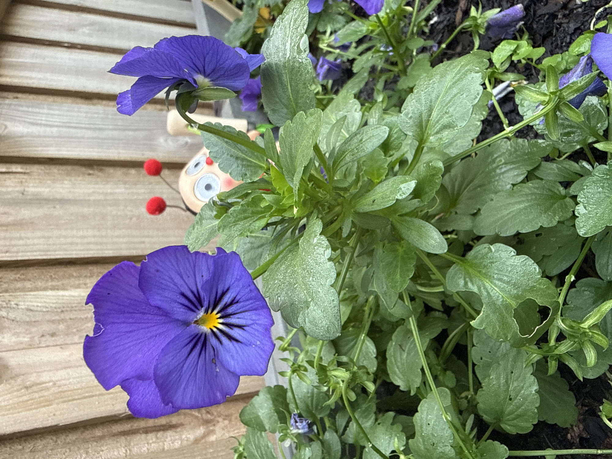 A close-up photograph captures a cluster of vibrant purple pansies in full bloom, their delicate petals tinged with yellow and black markings at the center. The flowers are set against a backdrop of lush green foliage, some leaves appearing slightly water-damaged. In the background, a light-brown wooden fence provides a rustic texture to the scene. Partially visible to the right of the flowers is a small, whimsical garden ornament resembling a ladybug, with red spherical antennae and wide, curious eyes. The overall environment suggests an outdoor garden setting, likely in a suburban or residential area. The image does not contain any elements that specifically indicate a location in Melbourne, Australia.