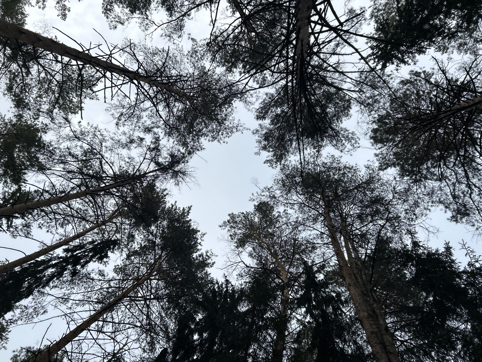 The image shows a view looking up into a forest canopy. The trunks of several tall trees are visible, their branches reaching towards a cloudy sky. The trees are densely packed, creating a dark, somewhat enclosed space. The photograph was taken in the city of Chaikovsky, Russia. There are no people, subjects, objects, actions, or interactions visible in the image, only the environment of a dense forest.