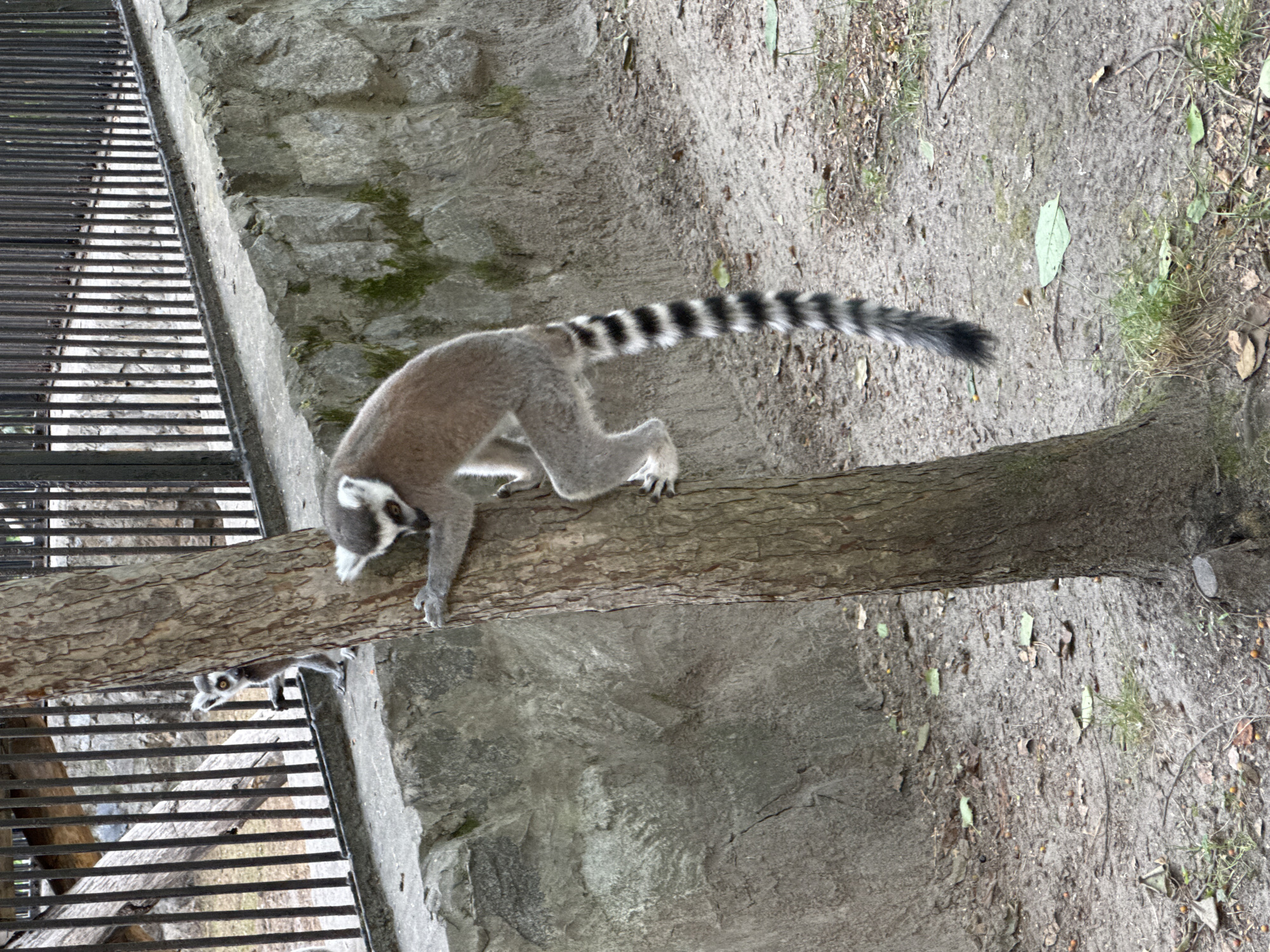 Two ring-tailed lemurs are in an enclosure. One lemur is climbing up a tree trunk on the right side of the image, with its distinctive black and white striped tail hanging down. Its body is greyish-brown, and it has white fur around its face and ears. A second lemur, smaller and lighter in color, is positioned further back on the left, near a concrete ledge. This lemur is looking towards the viewer. The enclosure has a metal fence in the background and a rocky wall behind the ledge. The ground is covered with dirt, scattered leaves, and small pebbles. The scene appears to be outdoors, possibly in a zoo or wildlife park, given the enclosure. The specific location in Novosibirsk, Russia, is not indicated by any visual cues in the image.