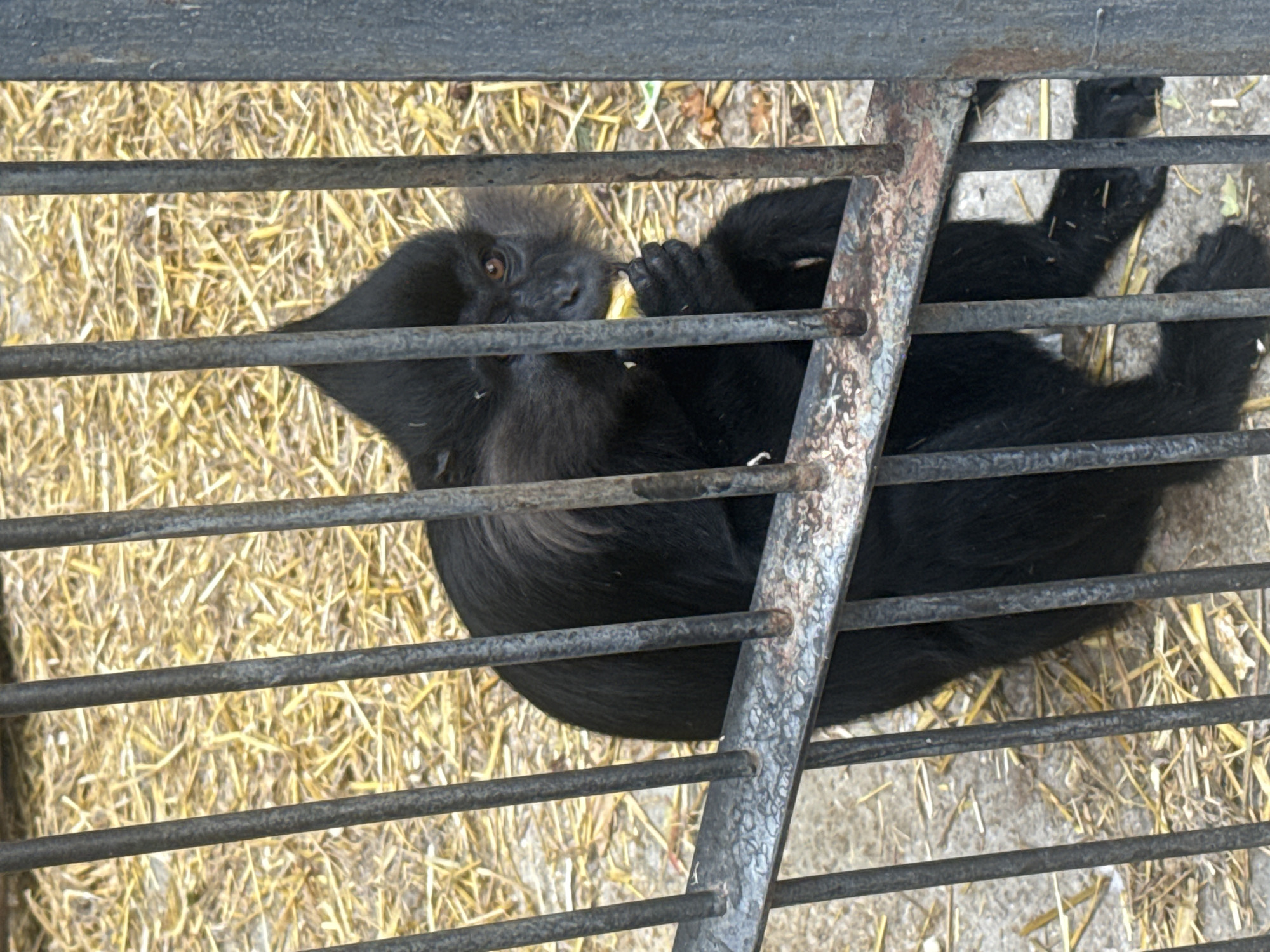 A black monkey with a tuft of hair on its head is sitting behind metal bars and eating a piece of yellow fruit. The ground is covered in straw and dirt.