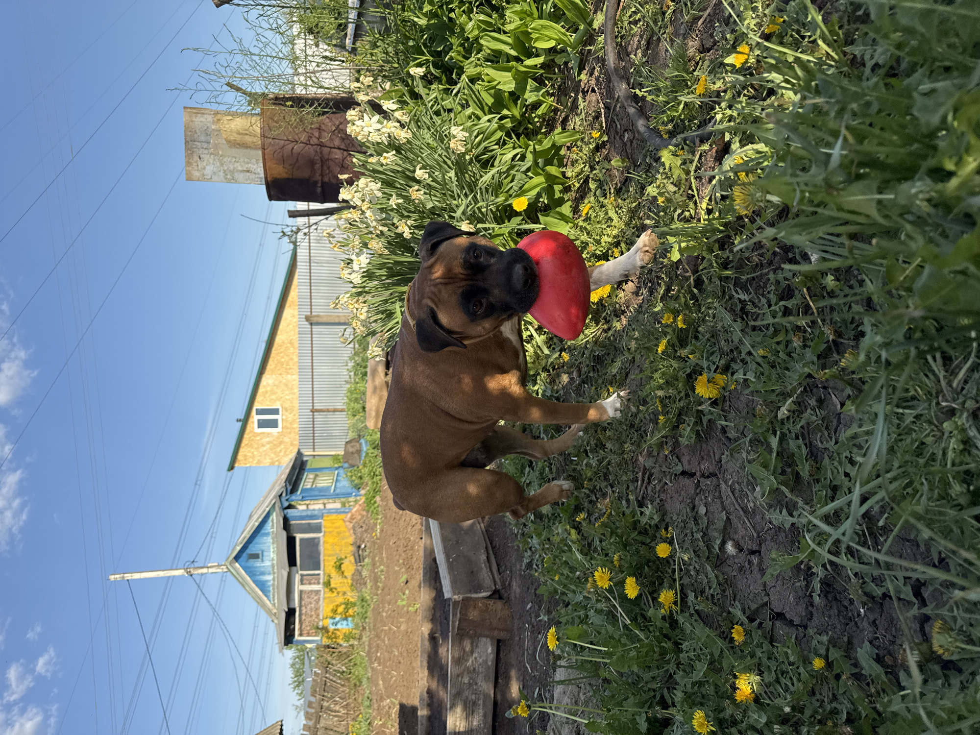 The photograph shows a brown Boxer dog standing in a grassy area with dandelions, holding a red toy in its mouth. Behind the dog is a patch of daffodils and other vegetation. In the background, a house with a blue and yellow facade and a corrugated metal roof can be seen, along with utility poles and power lines against a blue sky. Based on the provided information, the location is Chaikovsky, Russia.