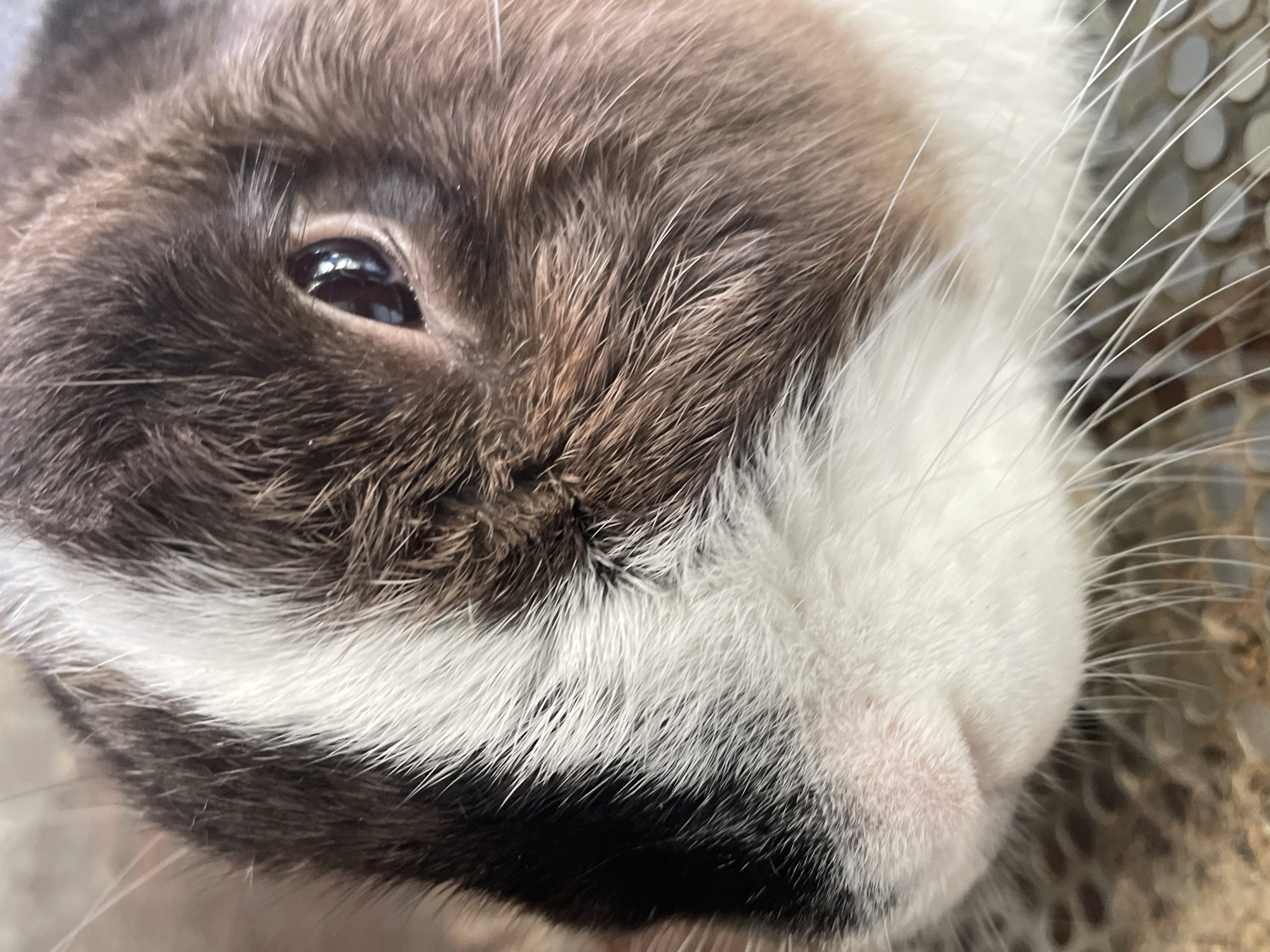 Close-up shot of a rabbit's face, predominantly white and brown fur, with a pink nose and whiskers. The left eye is visible, appearing dark. No location information or context related to Caracas, Venezuela is present.